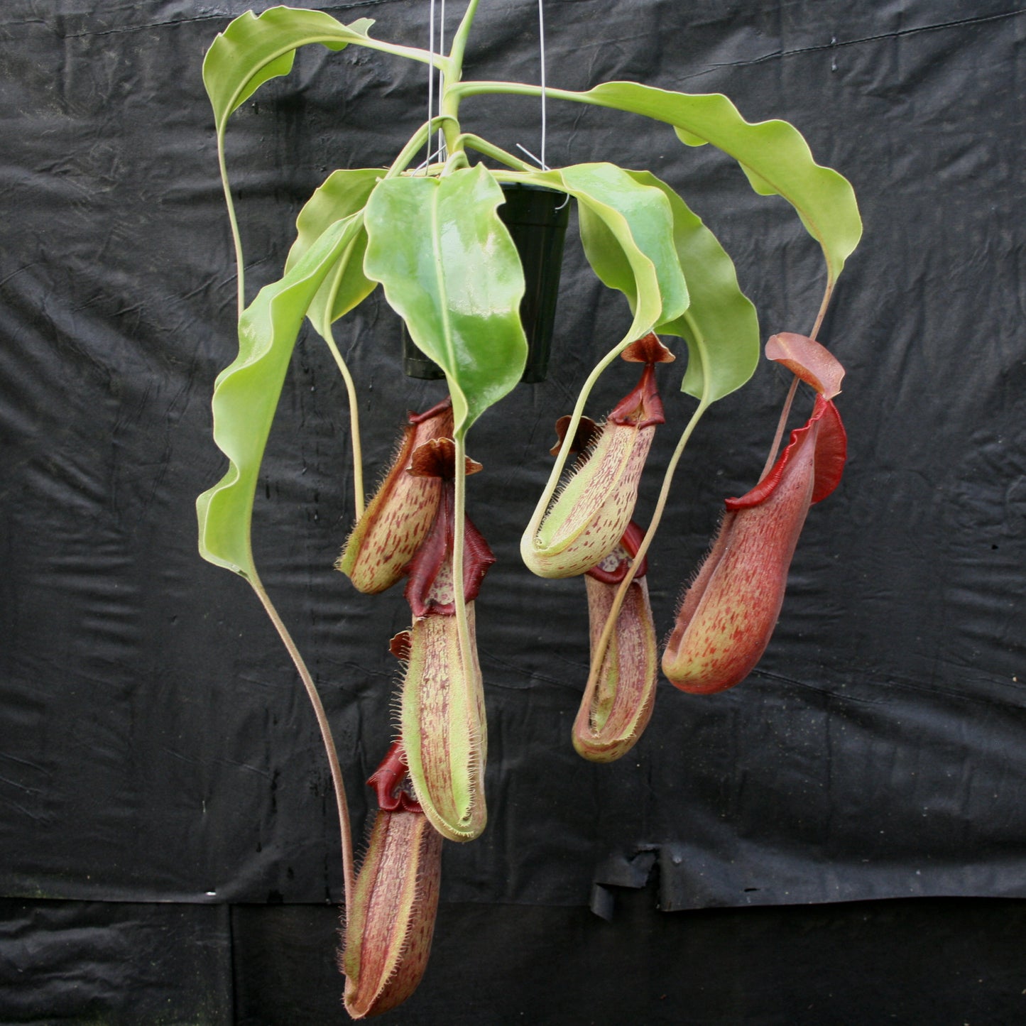 Nepenthes 'Splendid Diana' x (truncata x maxima) JG #2 CAR-0110