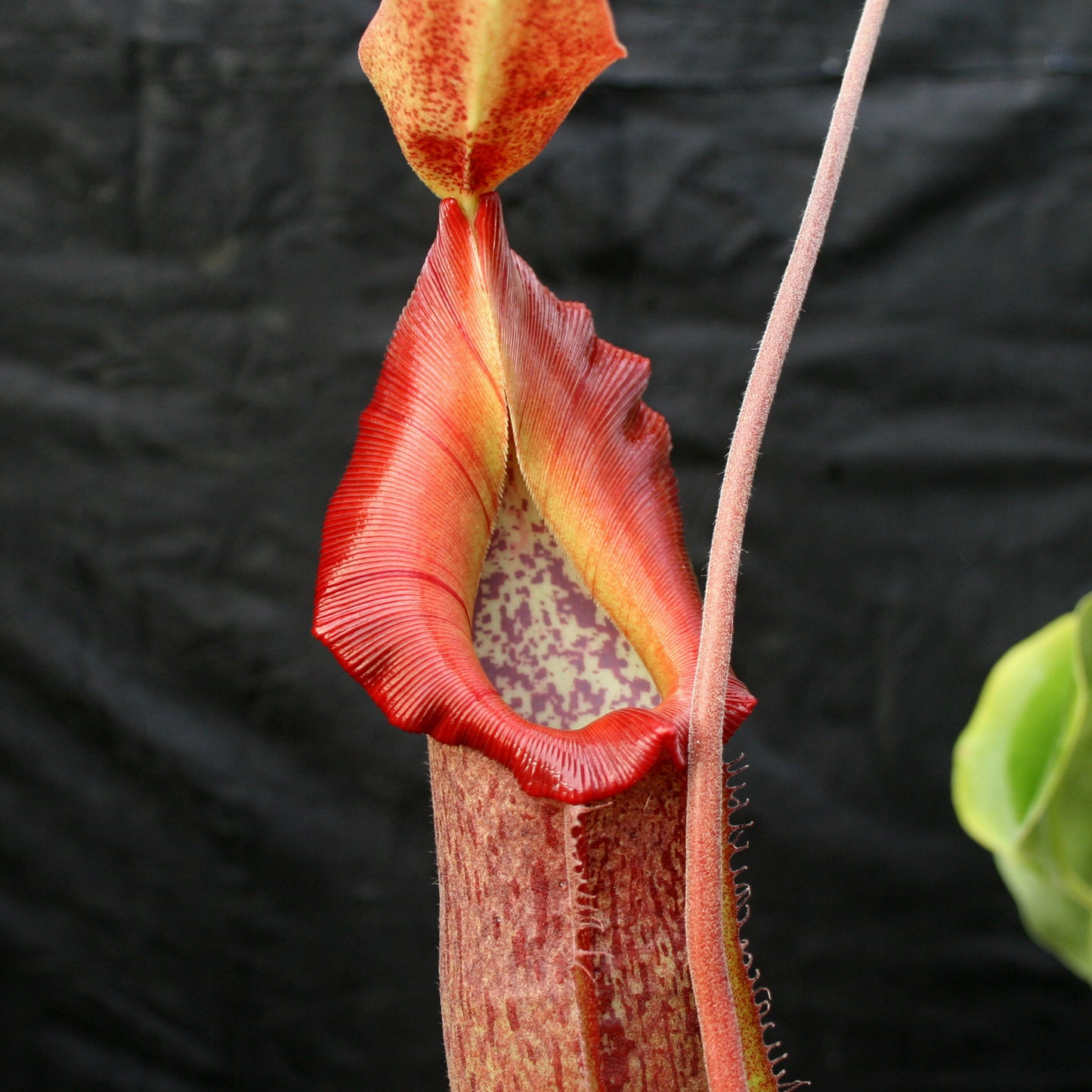 Nepenthes 'Splendid Diana' x (truncata x maxima) JG #2 CAR-0110