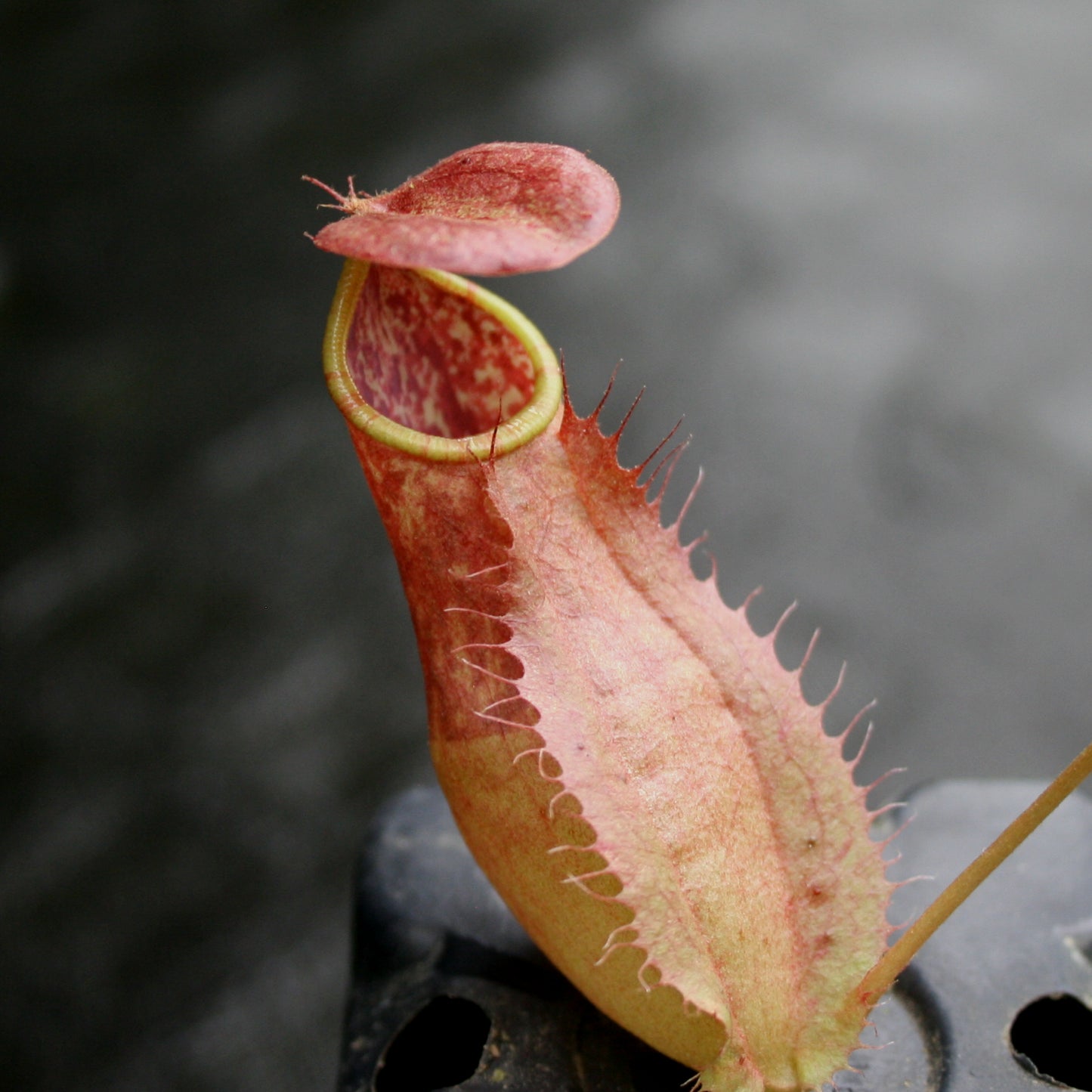 Nepenthes smilesii x bokorensis, CAR-0142, pitcher plant, carnivorous plant, collectors plant, large pitchers, rare plants