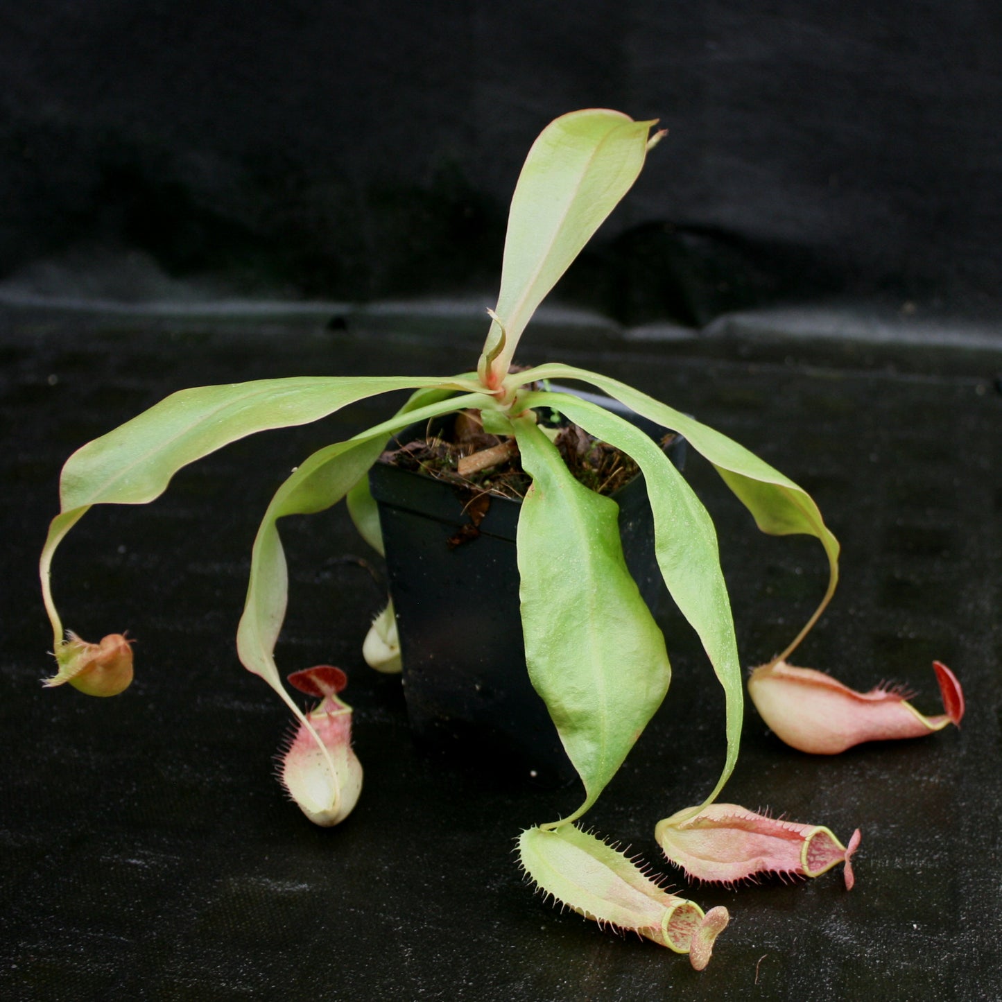 Nepenthes smilesii x bokorensis, CAR-0142, pitcher plant, carnivorous plant, collectors plant, large pitchers, rare plants