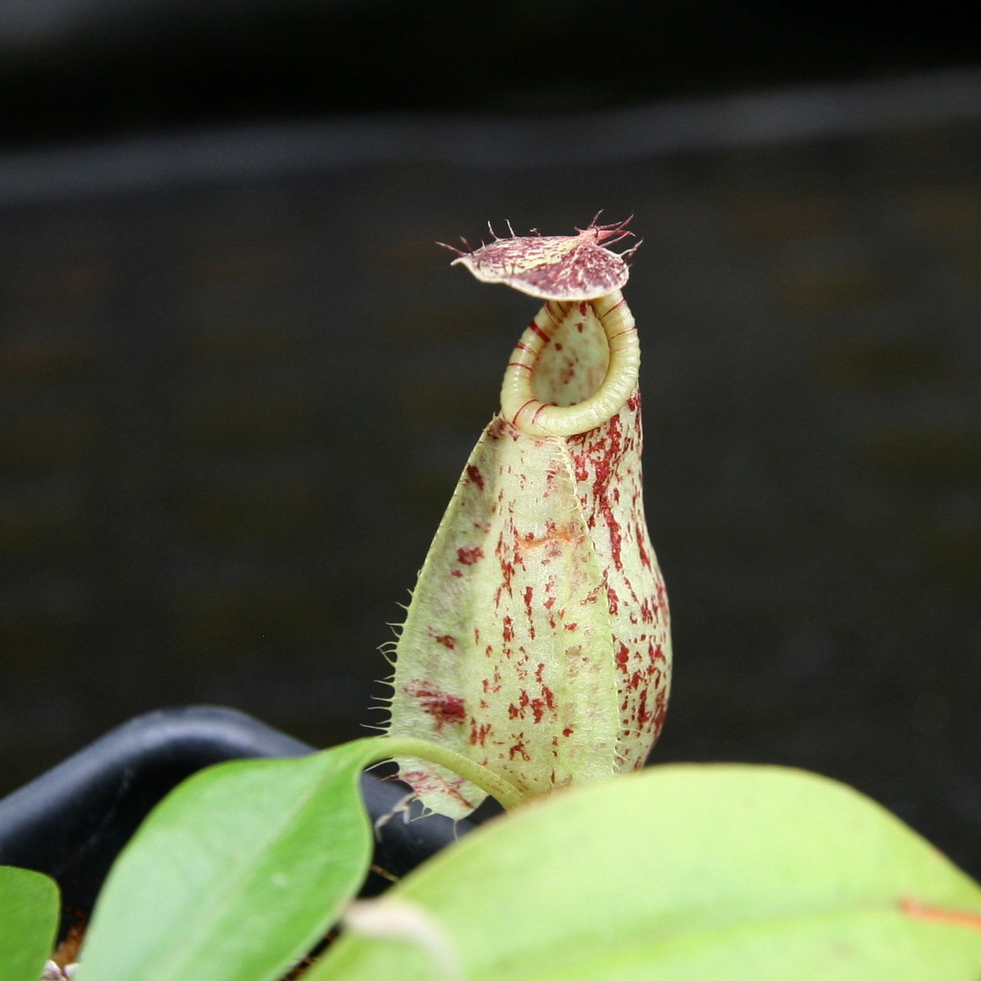 Nepenthes rafflesiana, BE-4519