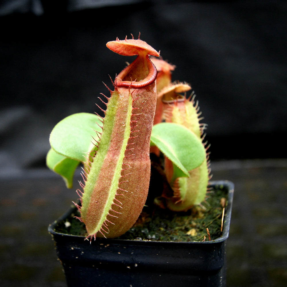 Nepenthes truncata (d) (f#1 x m#1), CAR-0261