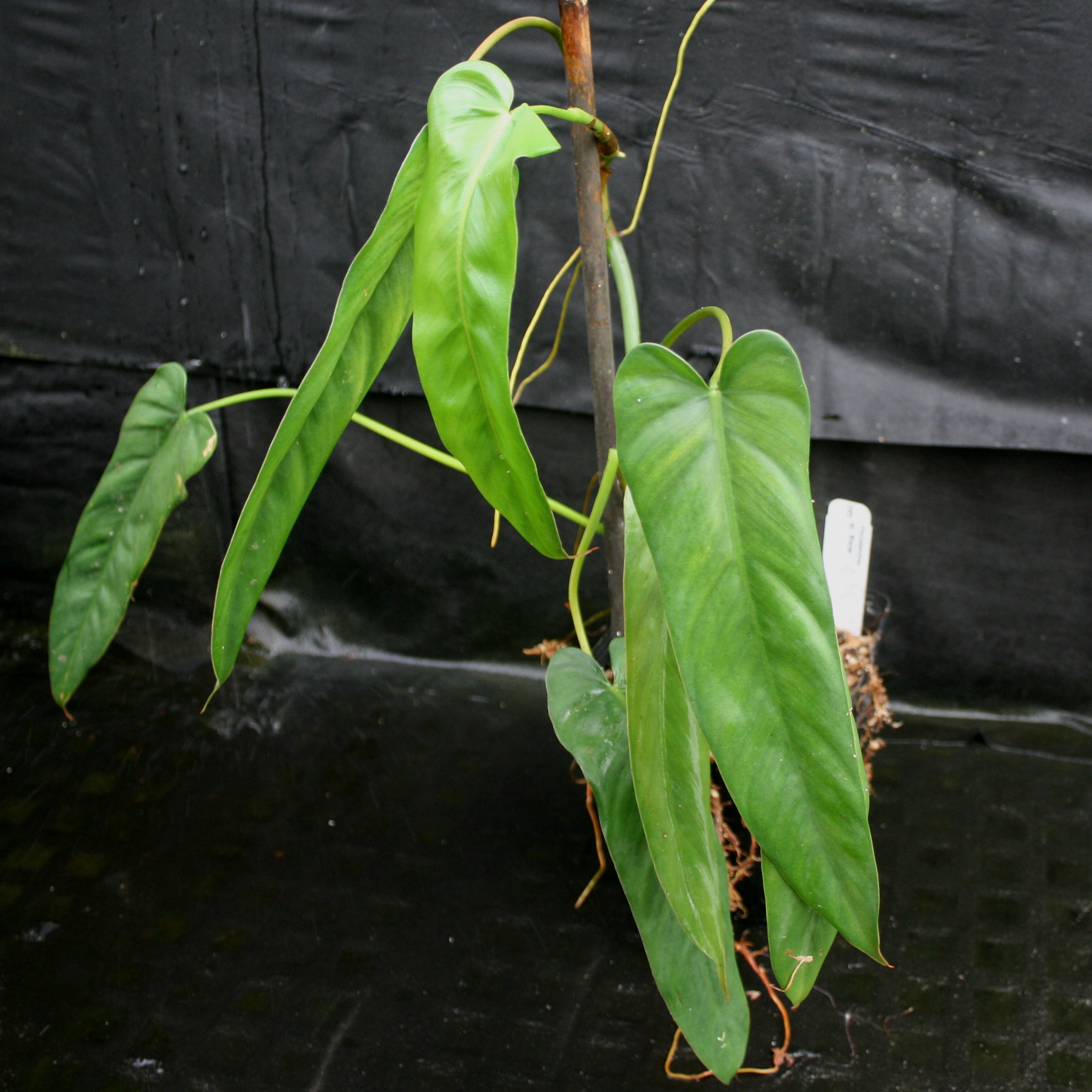 フィロデンドロン sp.Philodendron holtonianum - 植物/観葉植物