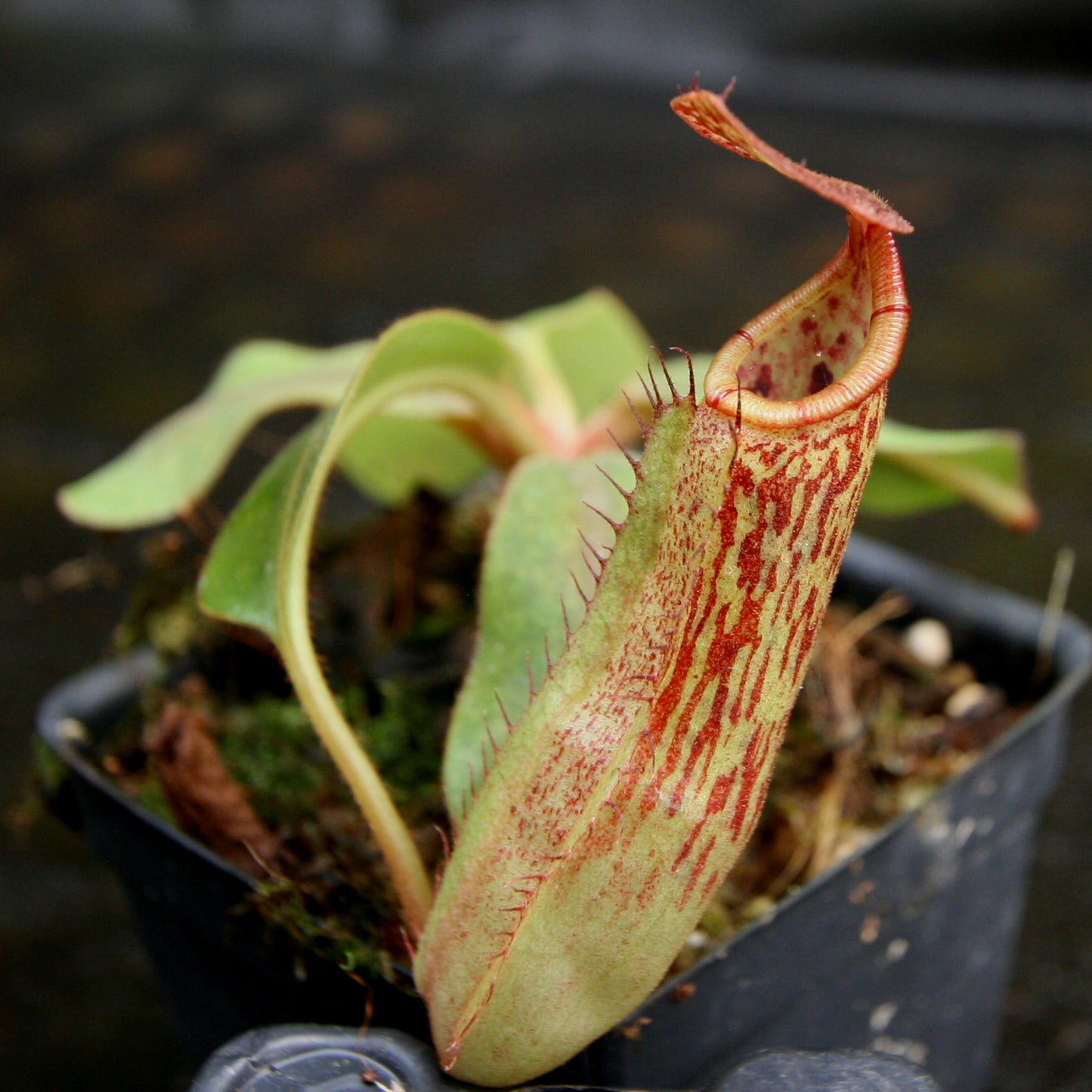 Nepenthes veitchii JB x Rokko, CAR-0260, pitcher plant, carnivorous plant, collectors plant, large pitchers, rare plants