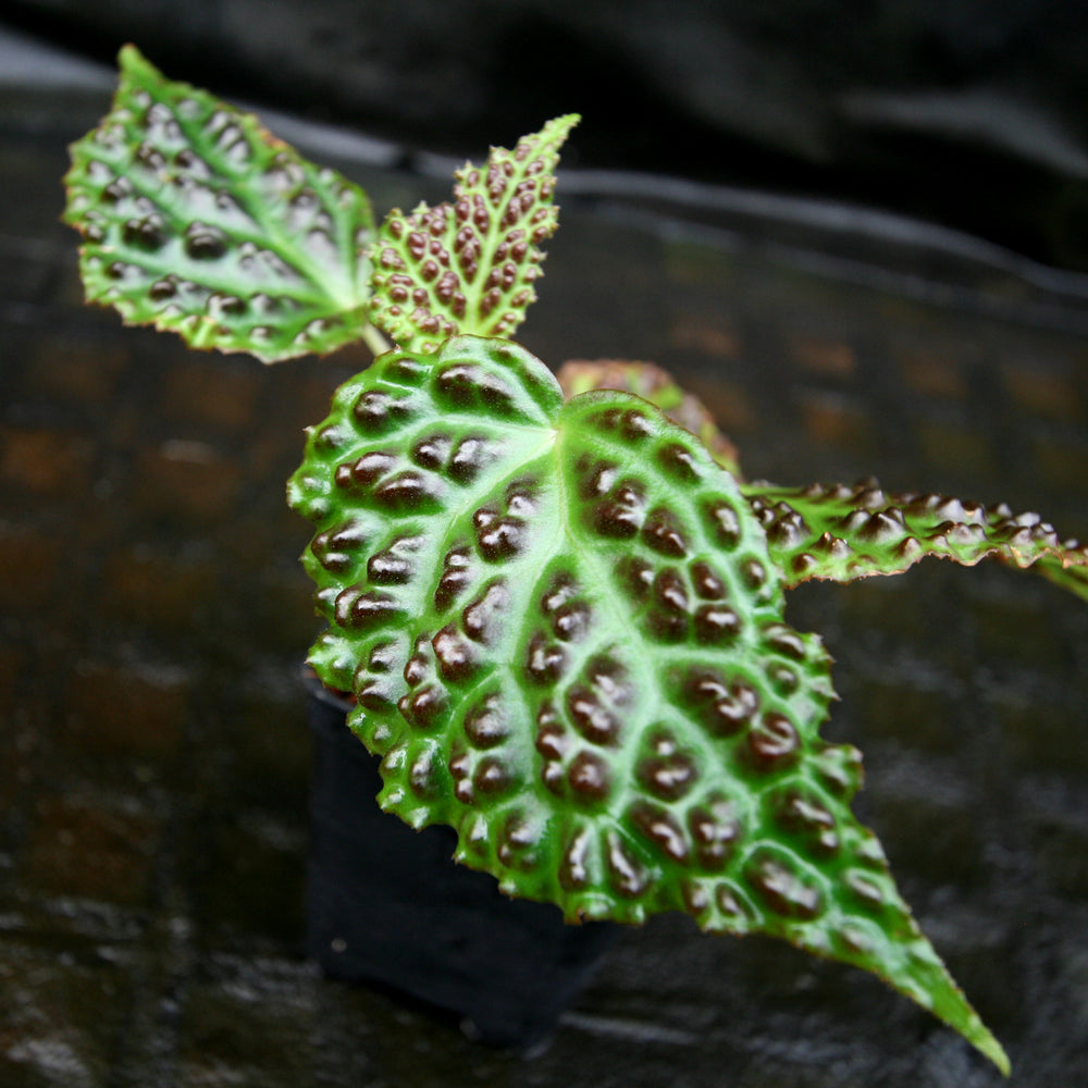 Begonia dracopelta