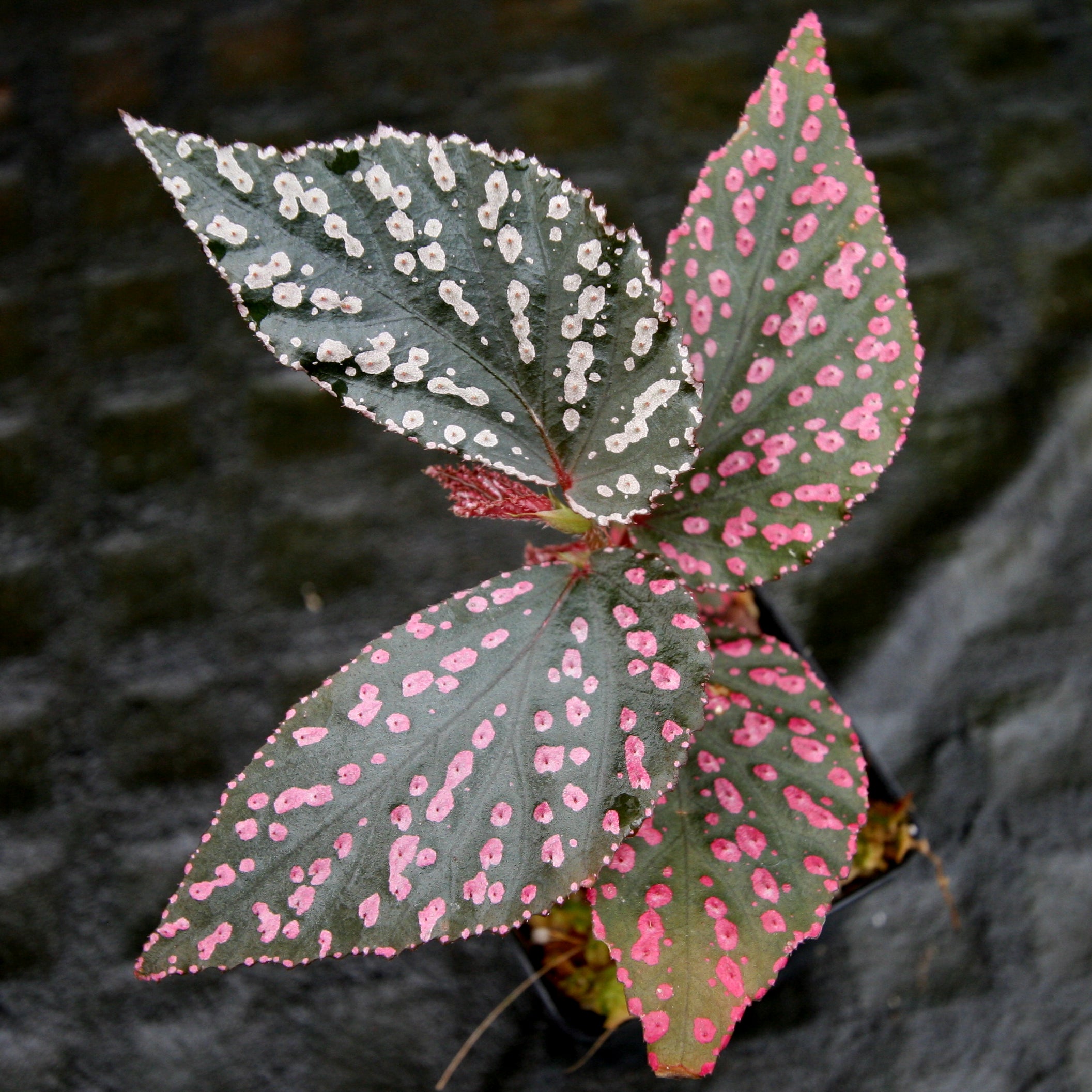 Shops Begonia sp. ‘Hairy spots’