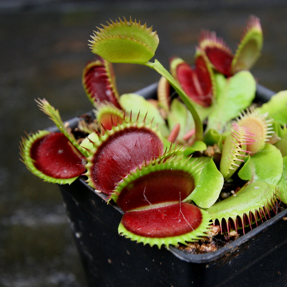 Venus Flytrap- Dionaea muscipula 