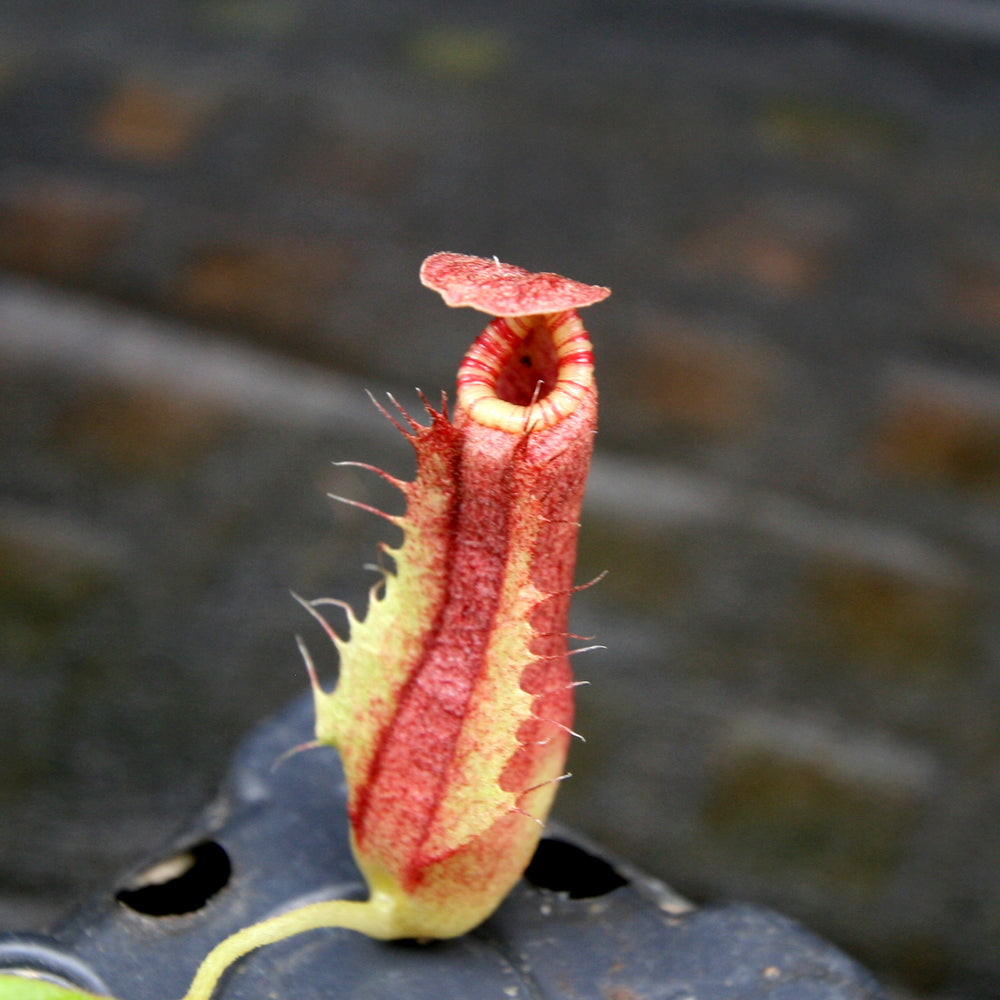 Nepenthes 'Splendid Diana' x Redonkulas, CAR-0249