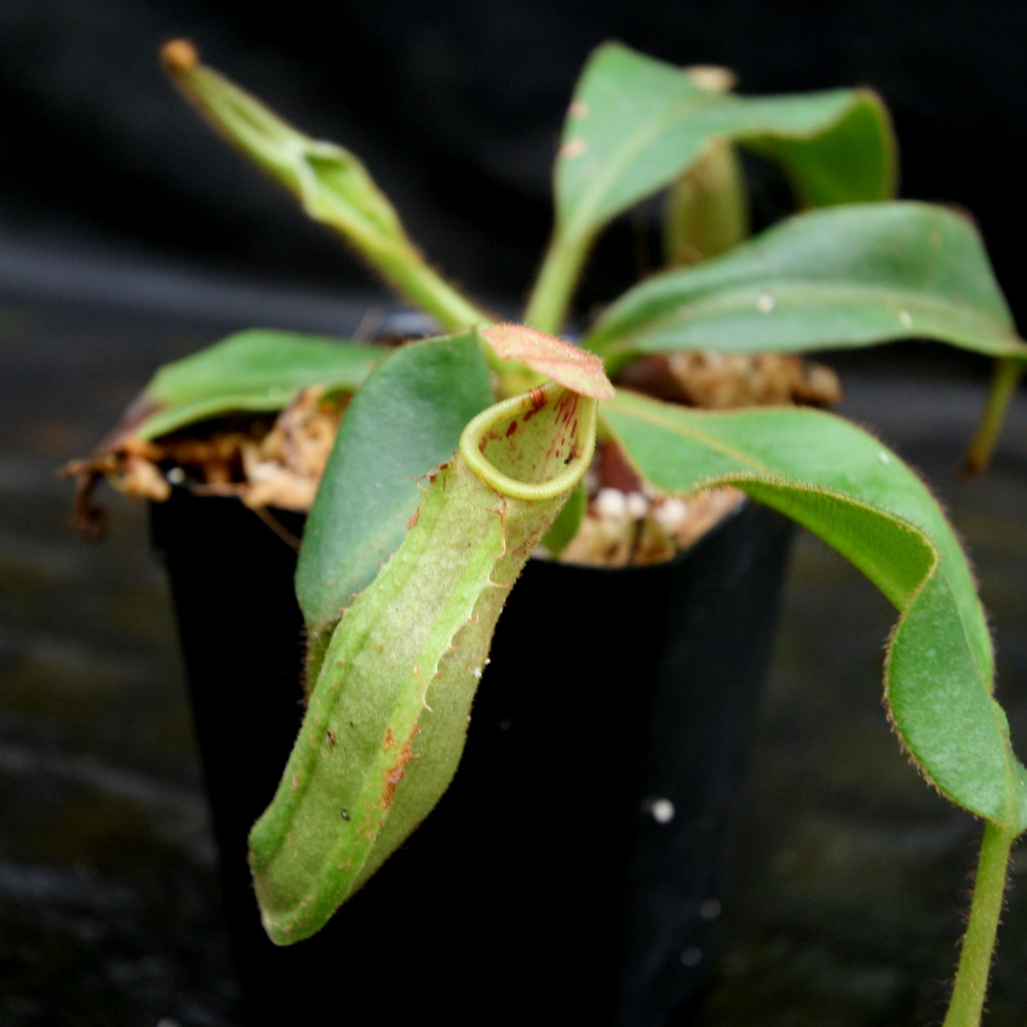 Nepenthes veitchii (Murud x Candy)