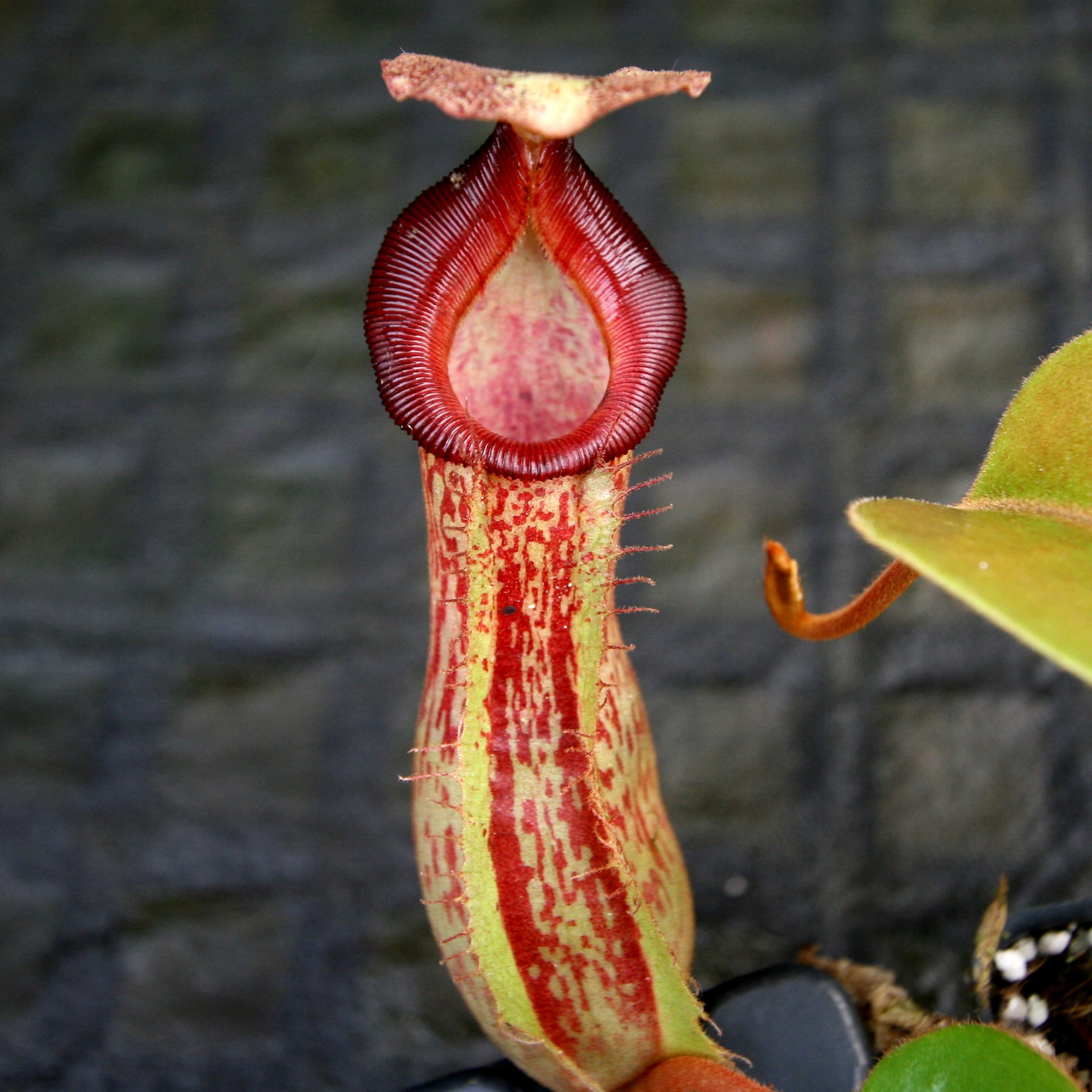 Nepenthes (veitchii x platychila) x [(lowii x veitchii) x boschiana] - –  Carnivero