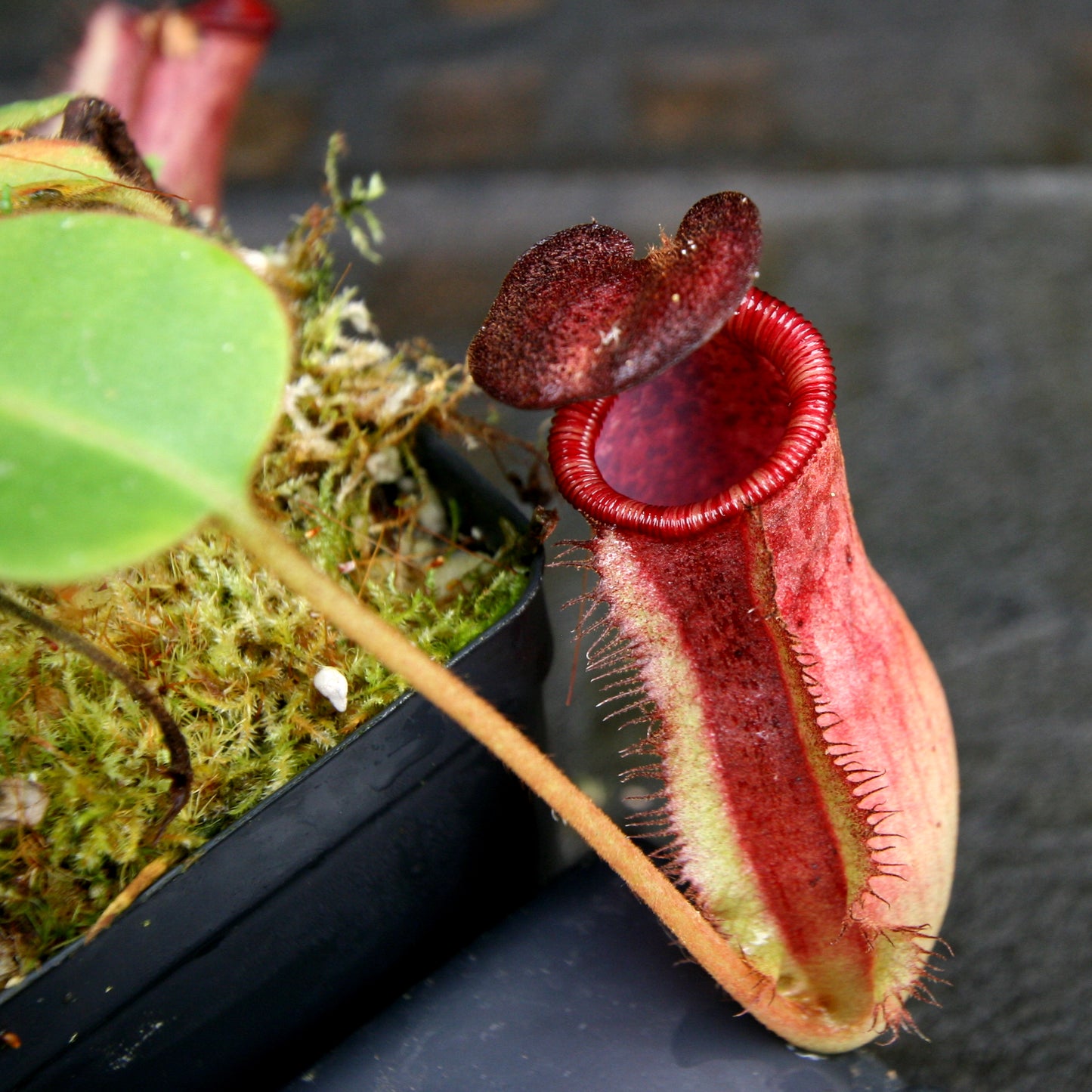 Nepenthes peltata x lowii