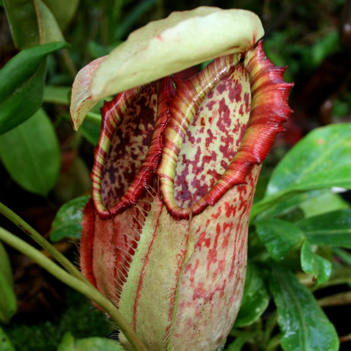 Nepenthes northiana – Carnivero