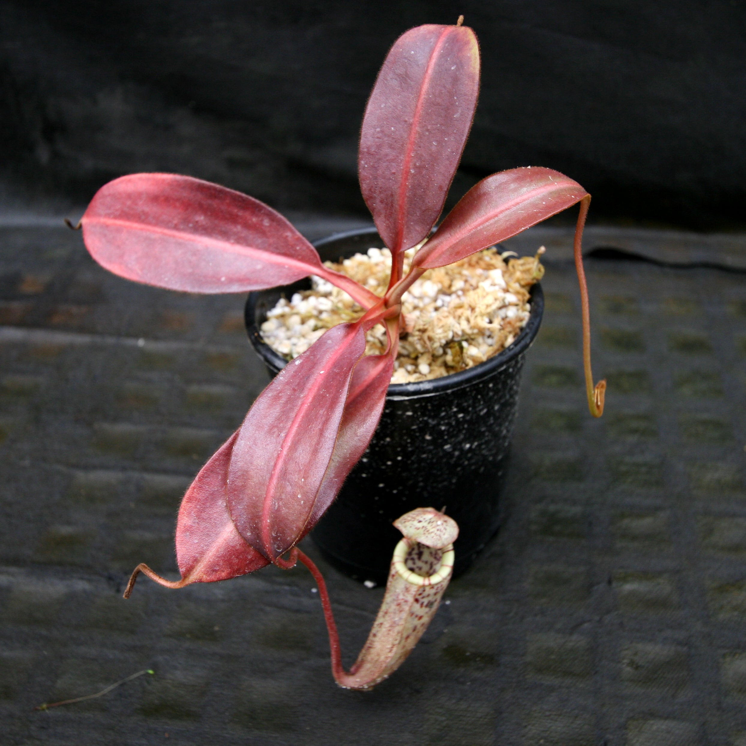 Nepenthes burbidgeae – Carnivero