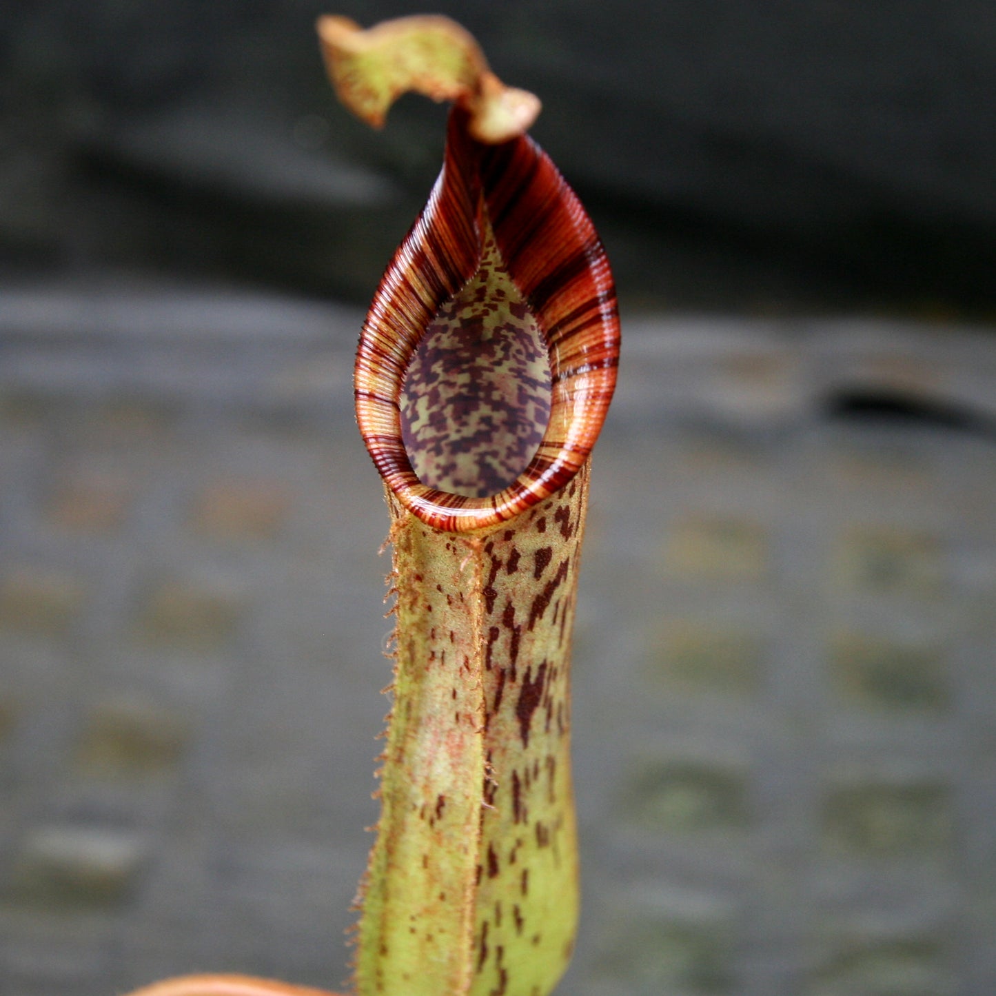 Nepenthes epiphytica x mollis