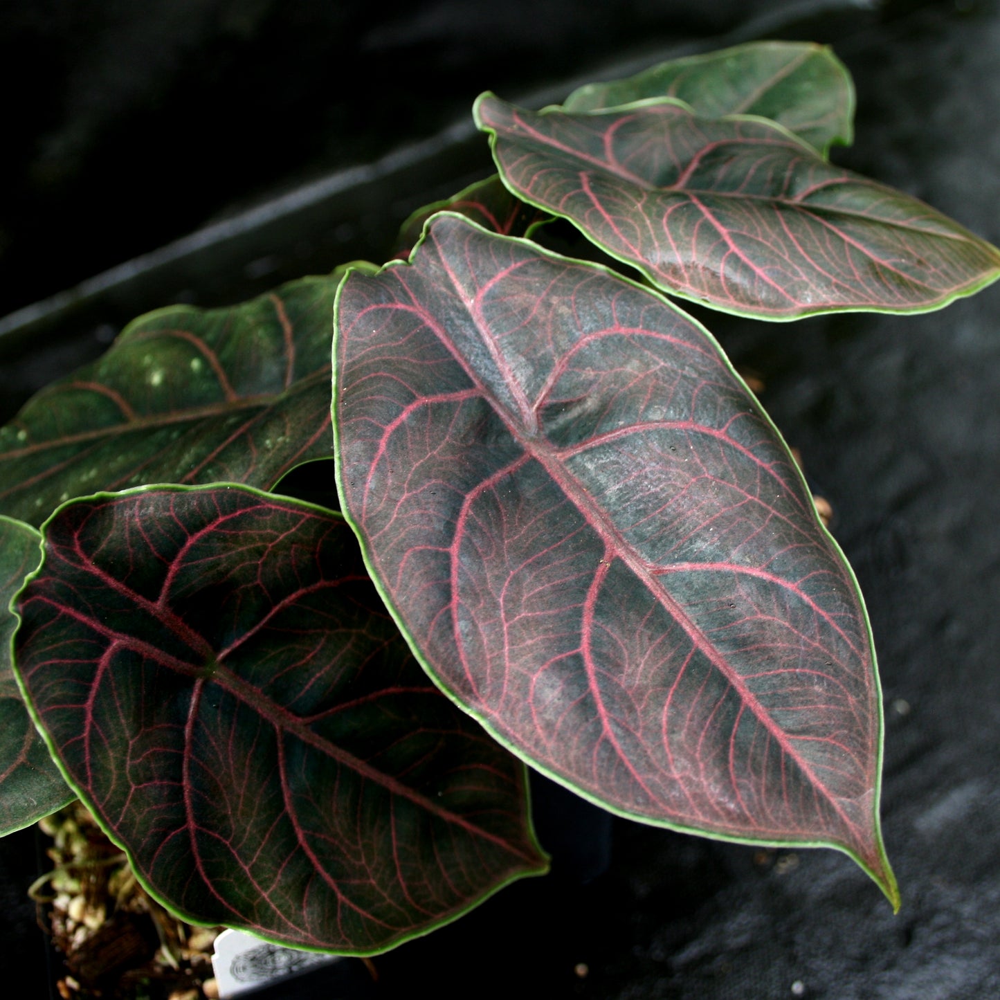 Alocasia azlanii, Jewel Alocasia