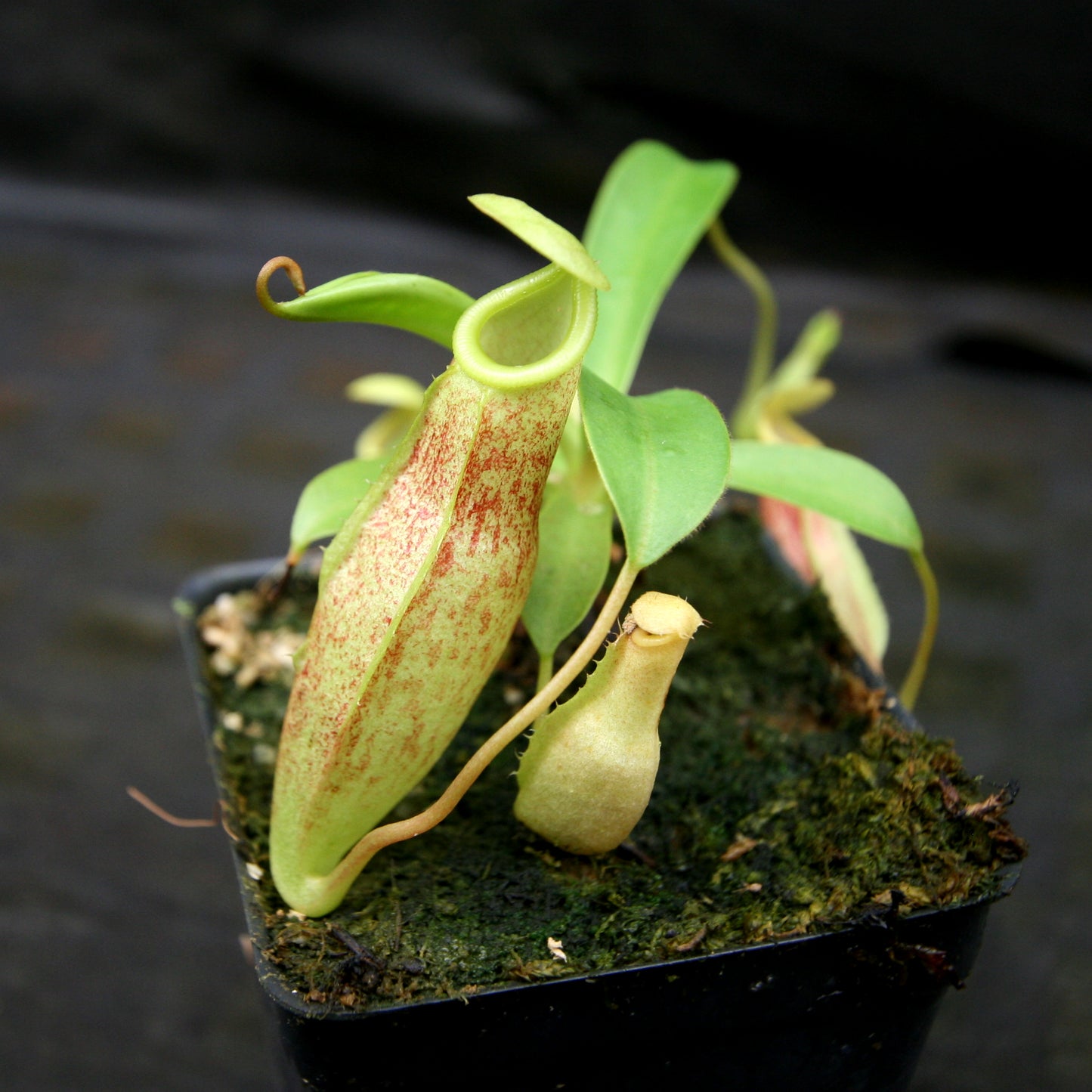 Nepenthes eustachya x (spathulata x jacquelineae), CAR-0270