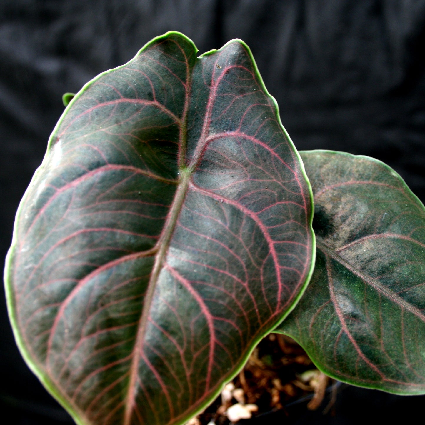 Alocasia azlanii, Jewel Alocasia