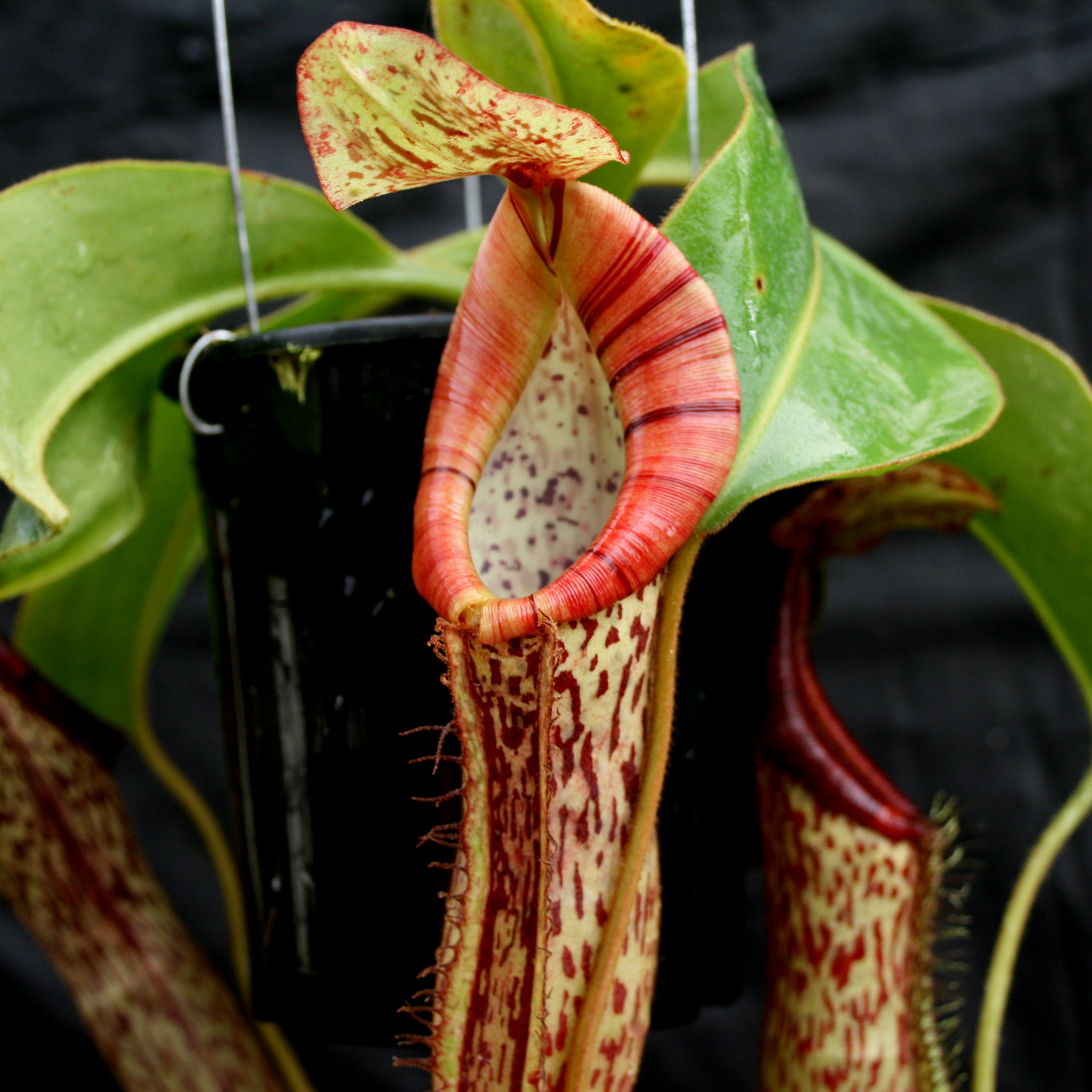 Nepenthes [(lowii x veitchii) x boschiana]-yellow x platychila, CAR-00 –  Carnivero