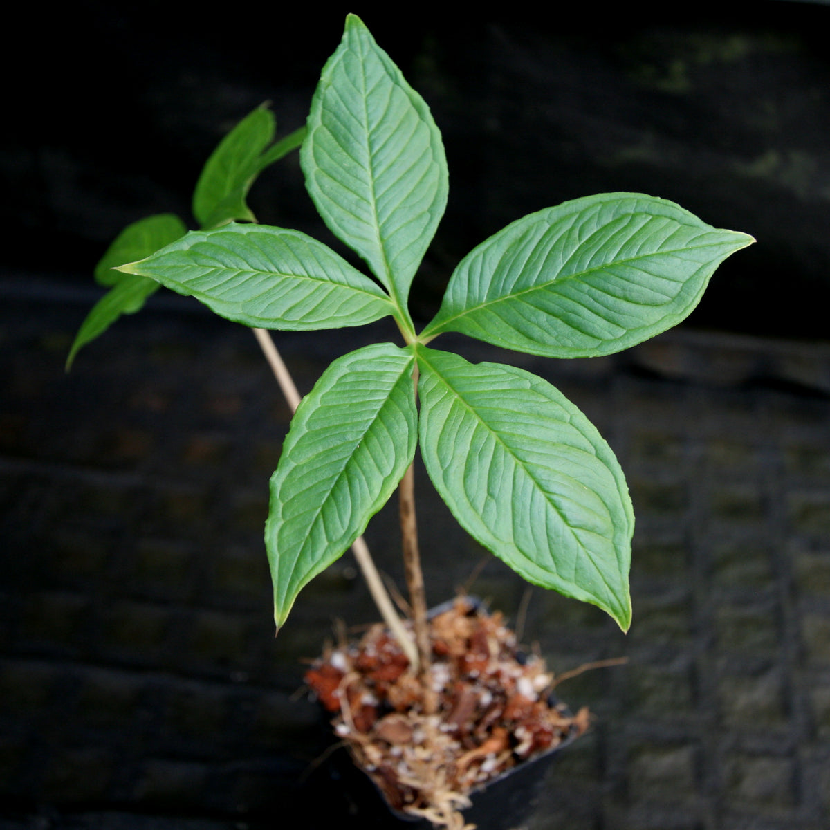 Amorphophallus konjac, Corpse Flower, Voodoo Lily – Carnivero