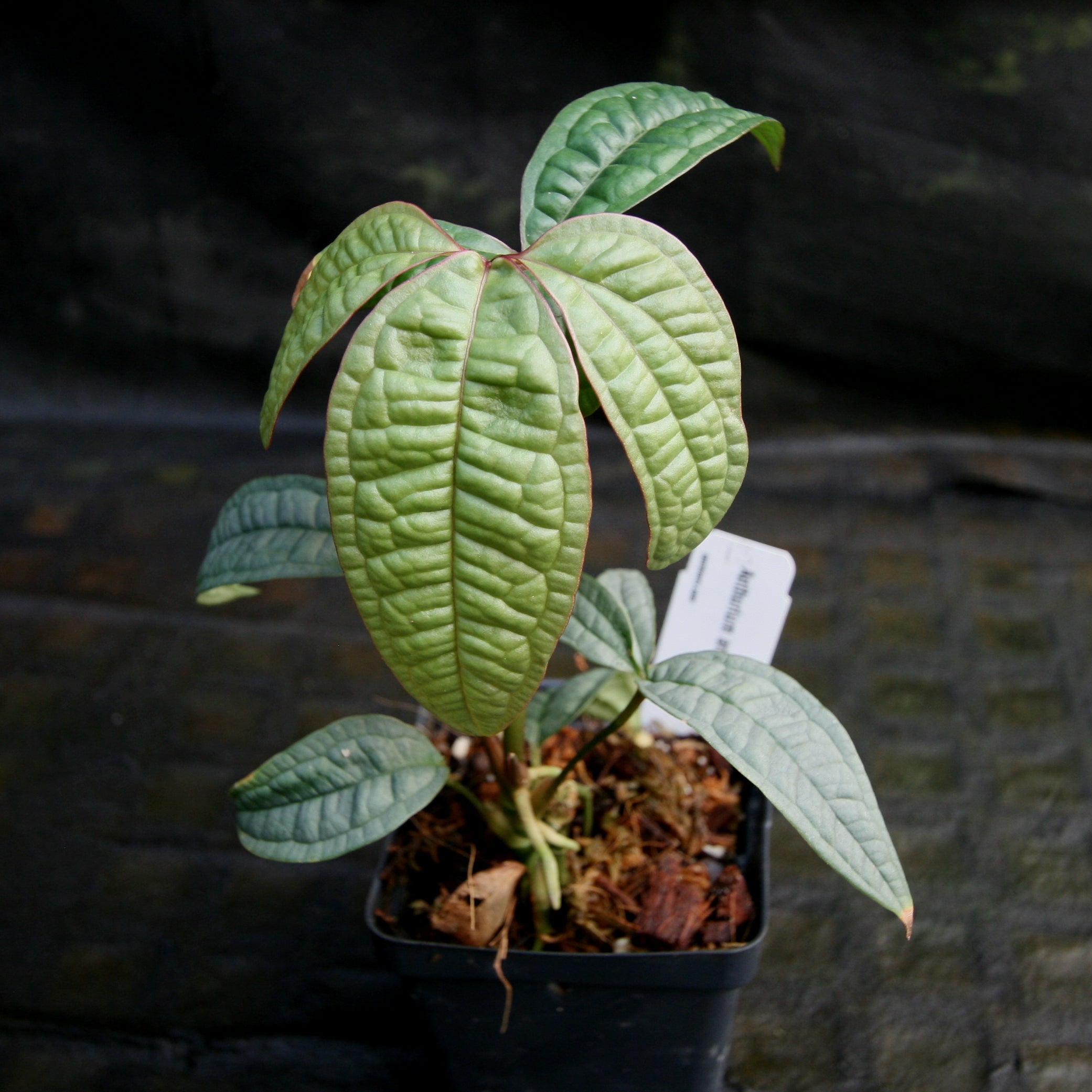 Anthurium Arisaegmoides orders 4