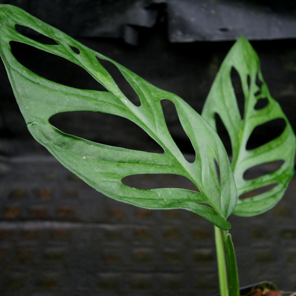 Monstera adansonii