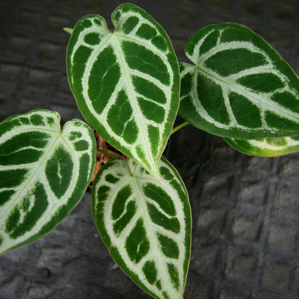 Anthurium 'Crystal Hope