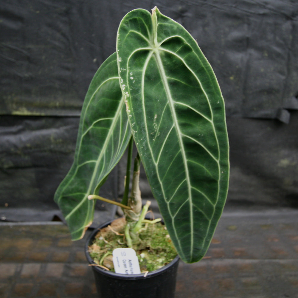 
                      
                        Anthurium warocqueanum, Queen Anthurium
                      
                    