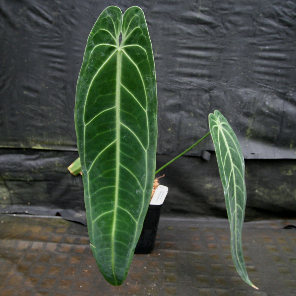 
                      
                        Anthurium warocqueanum, Queen Anthurium
                      
                    