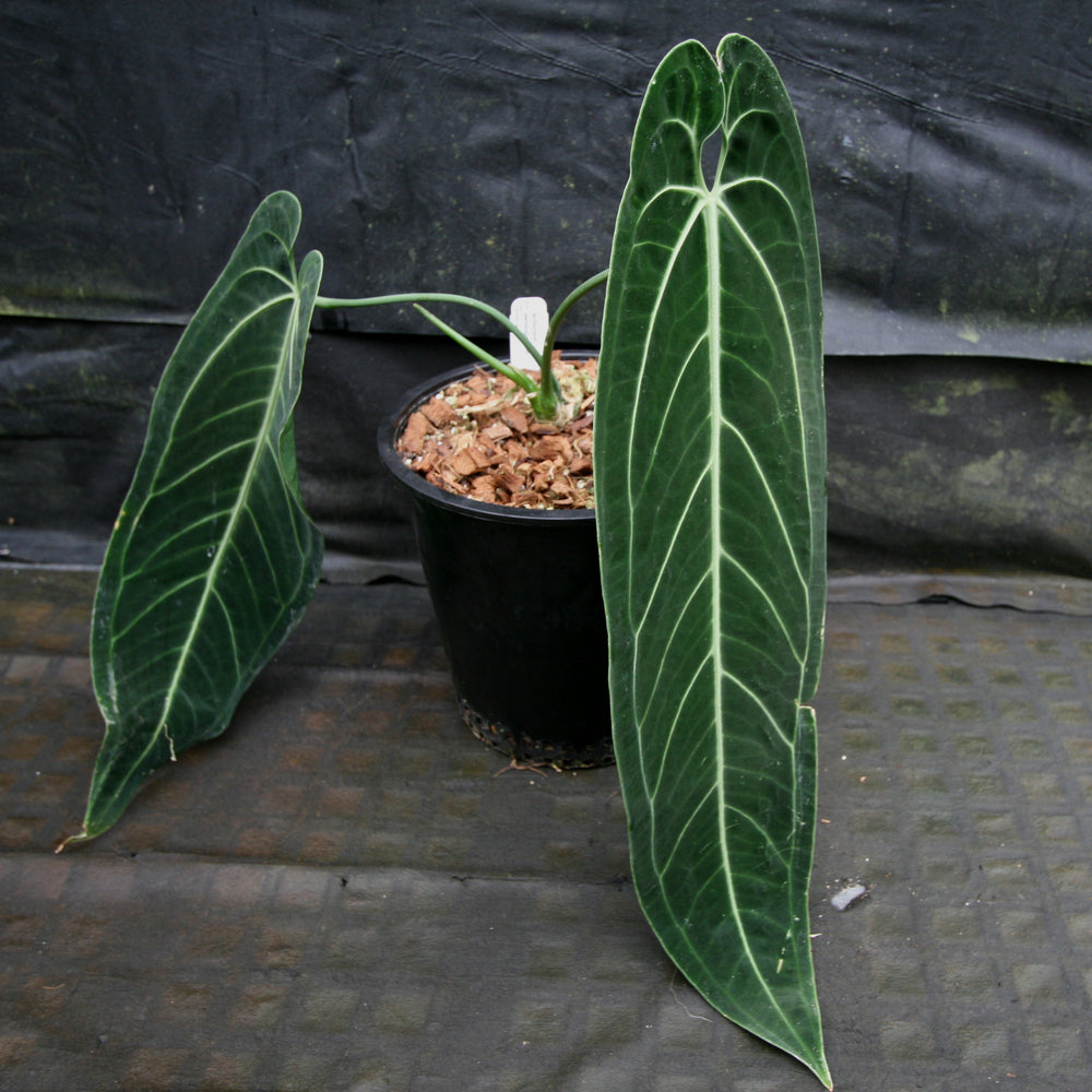 
                      
                        Anthurium warocqueanum, Queen Anthurium
                      
                    