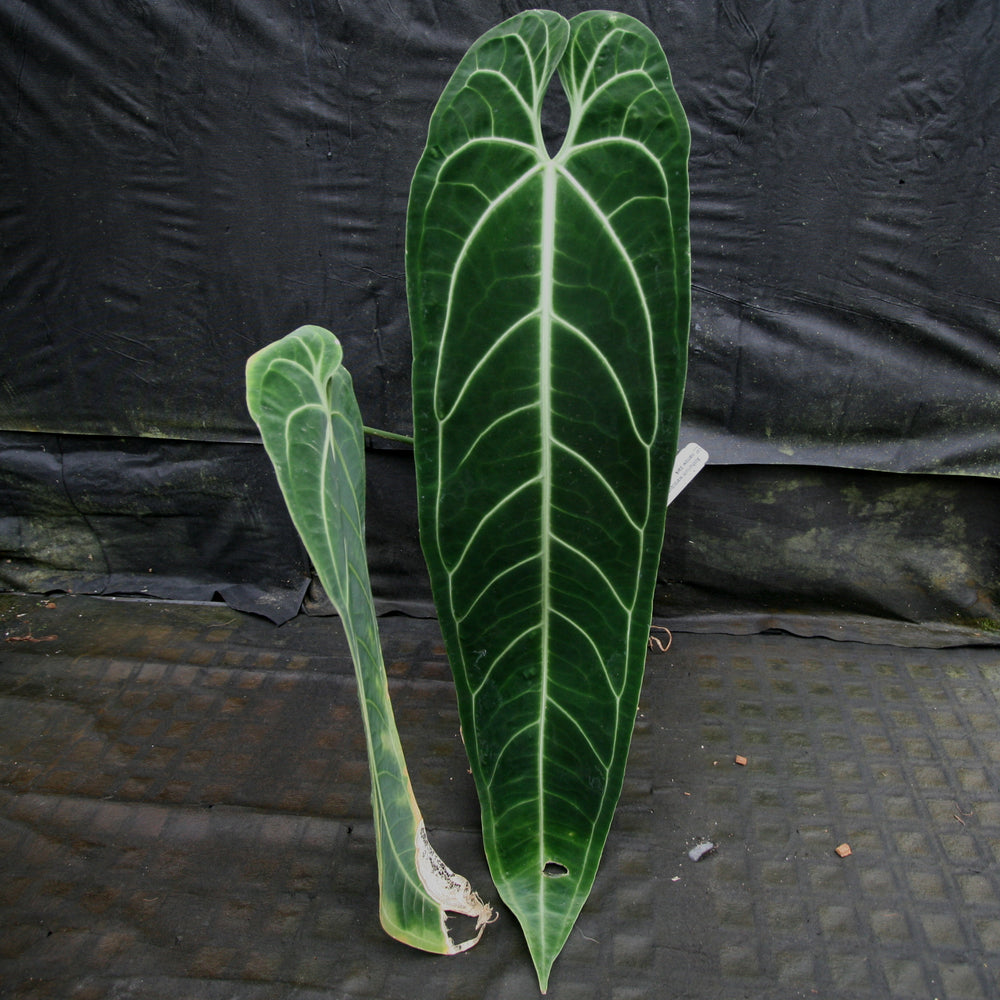 
                      
                        Anthurium warocqueanum, Queen Anthurium
                      
                    