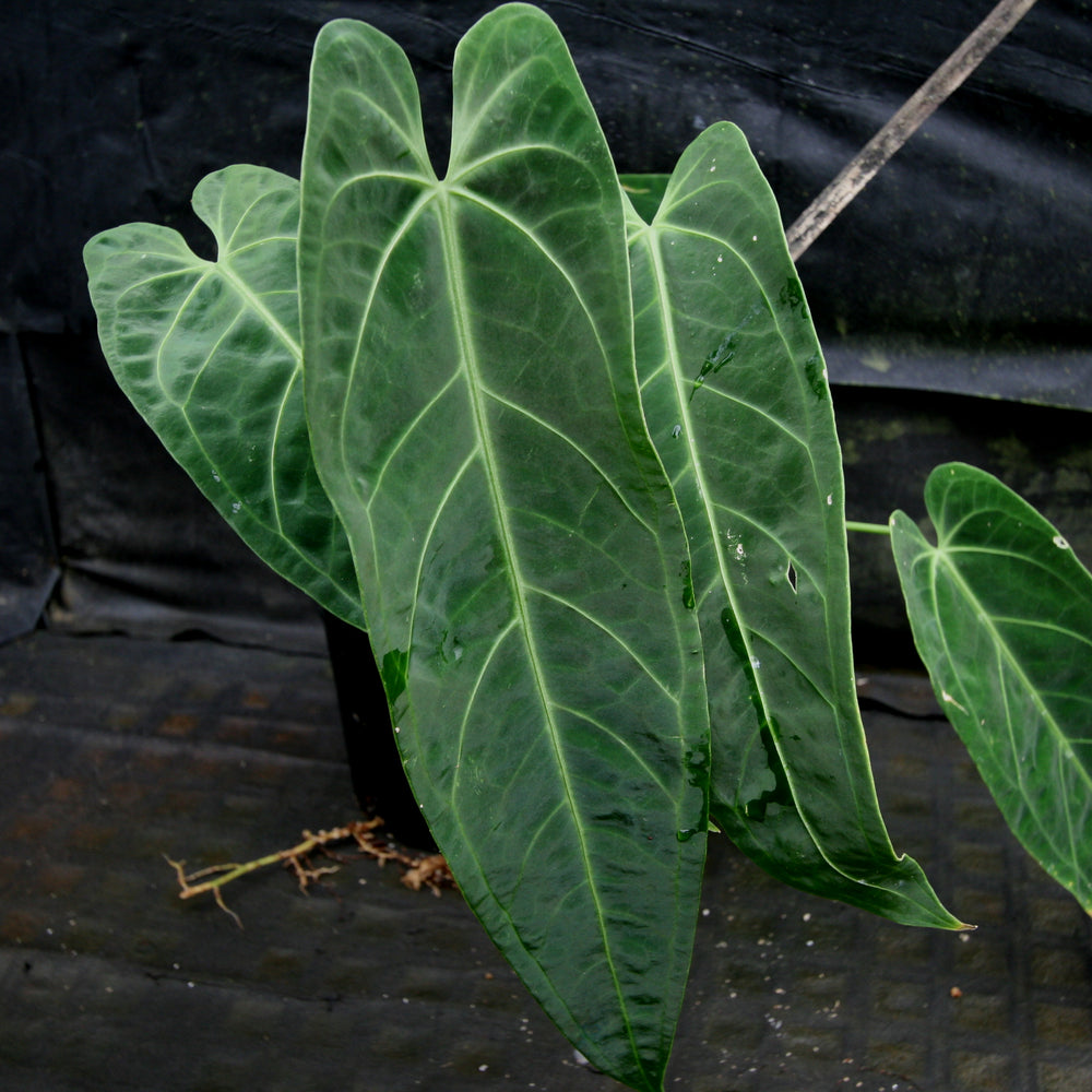 Anthurium aff. cirinoi 