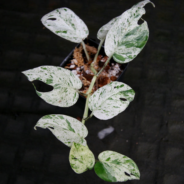 Marble variegated epipremnum pinnatum 3