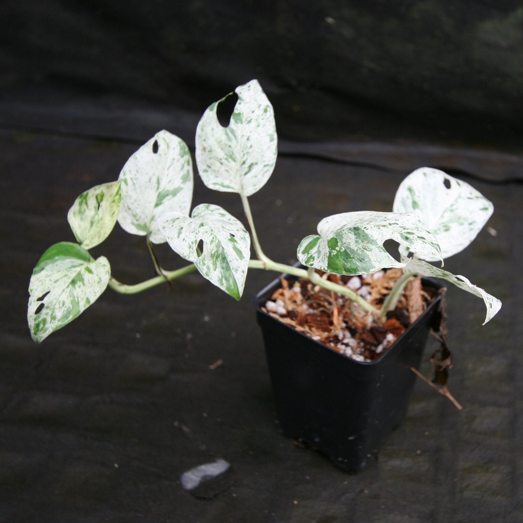 USA SELLER: Epipremnum Pinnatum Marble plant (#EP19) on sale