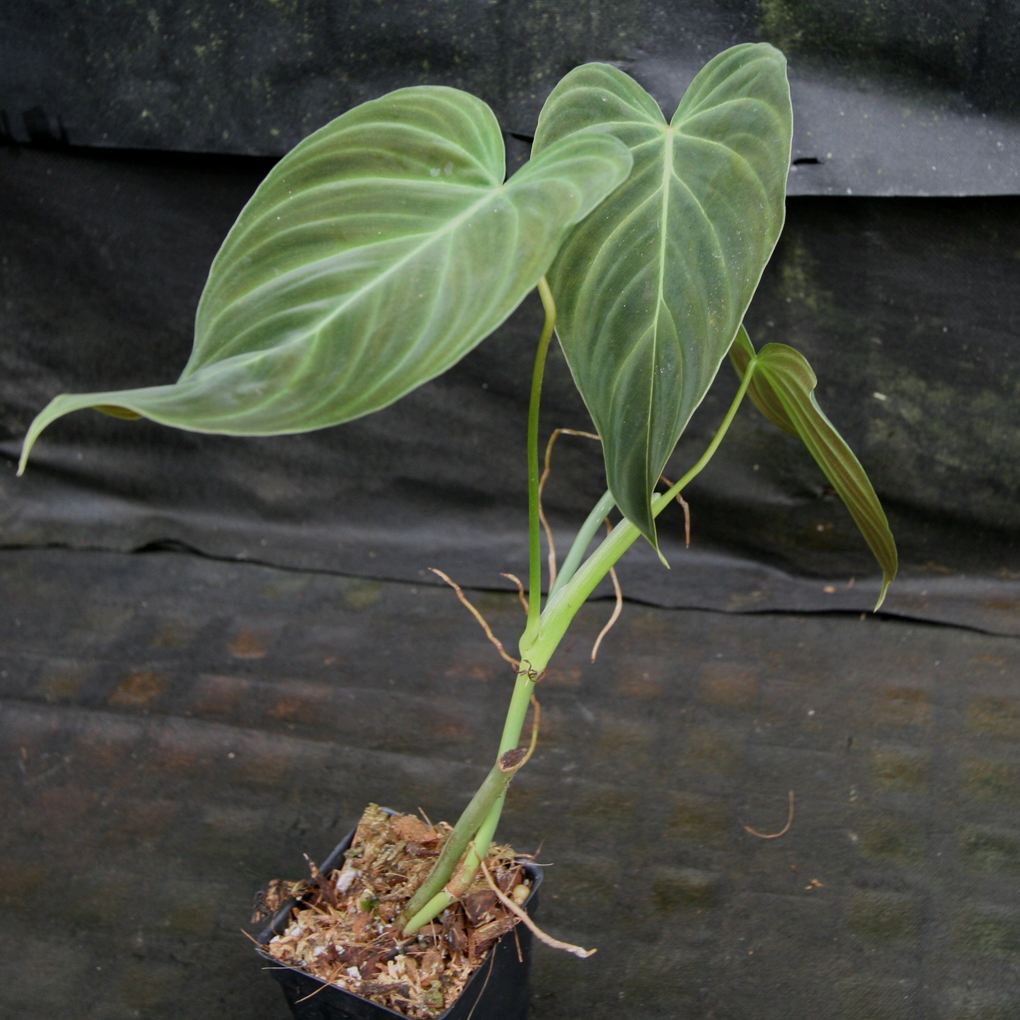 Philodendron Splendid deals (Melanochrysum X Verrucosum)