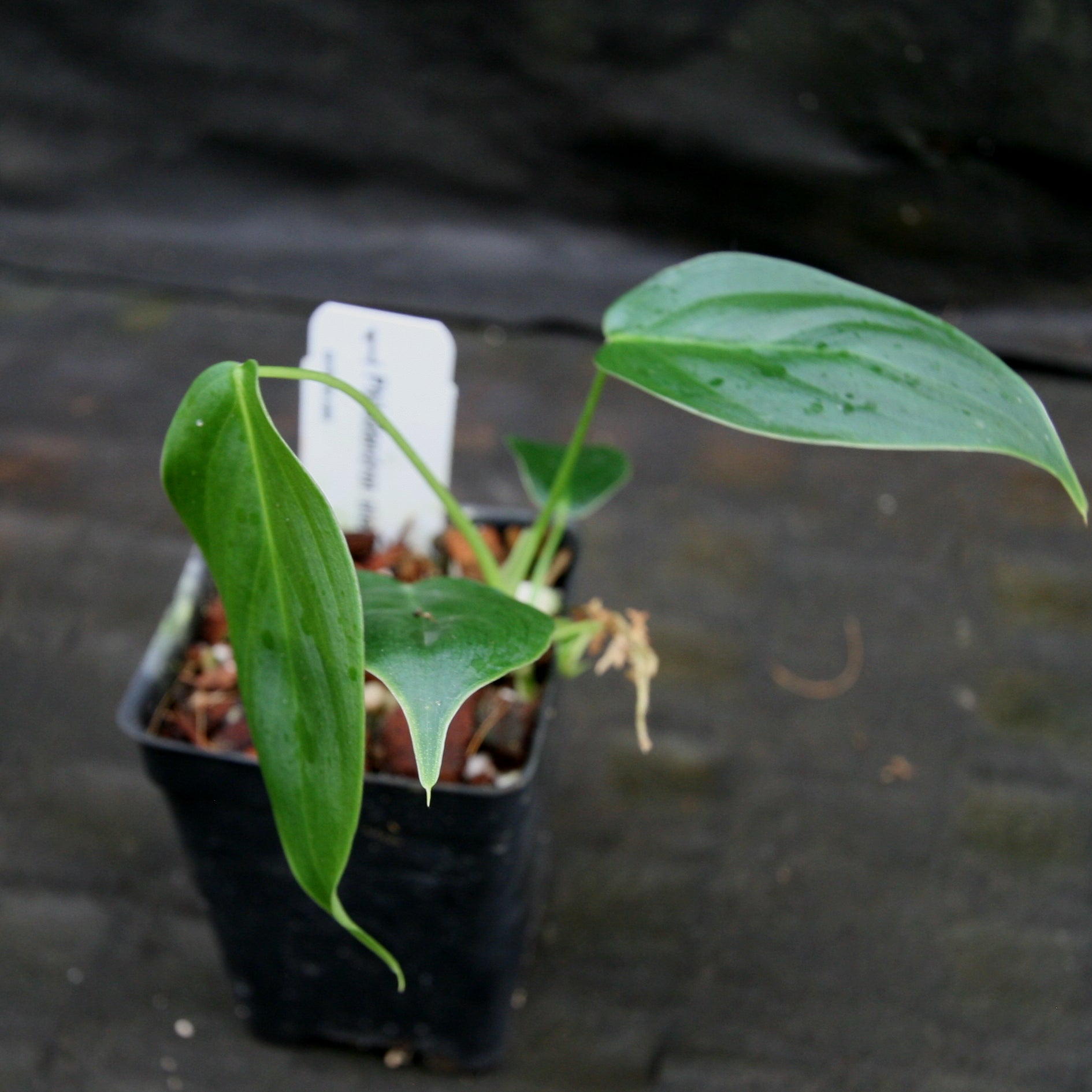 Philodendron sharoniae – Carnivero