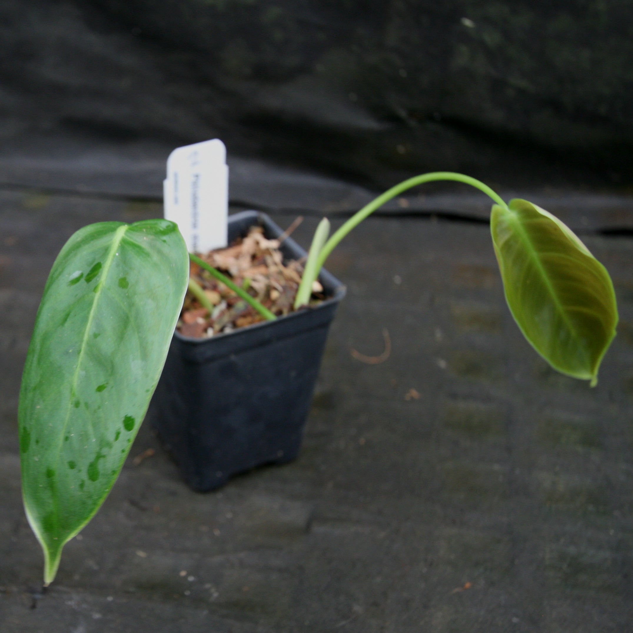 Philodendron sharoniae – Carnivero