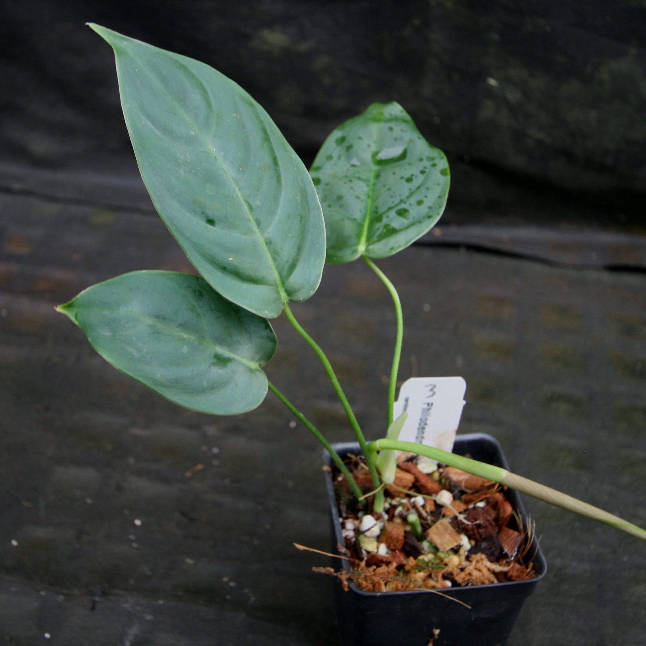 Philodendron sharoniae – Carnivero