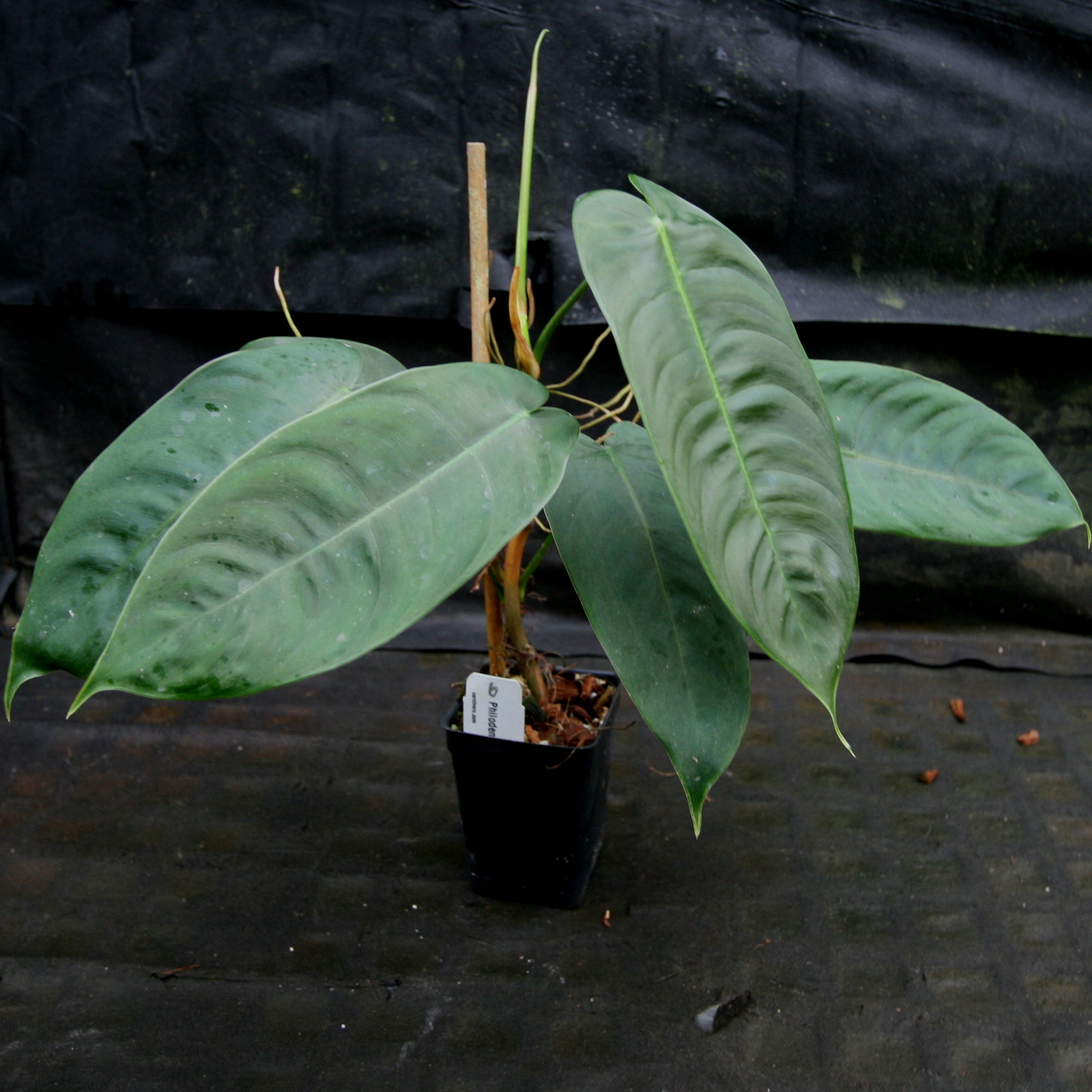 Philodendron sharoniae – Carnivero