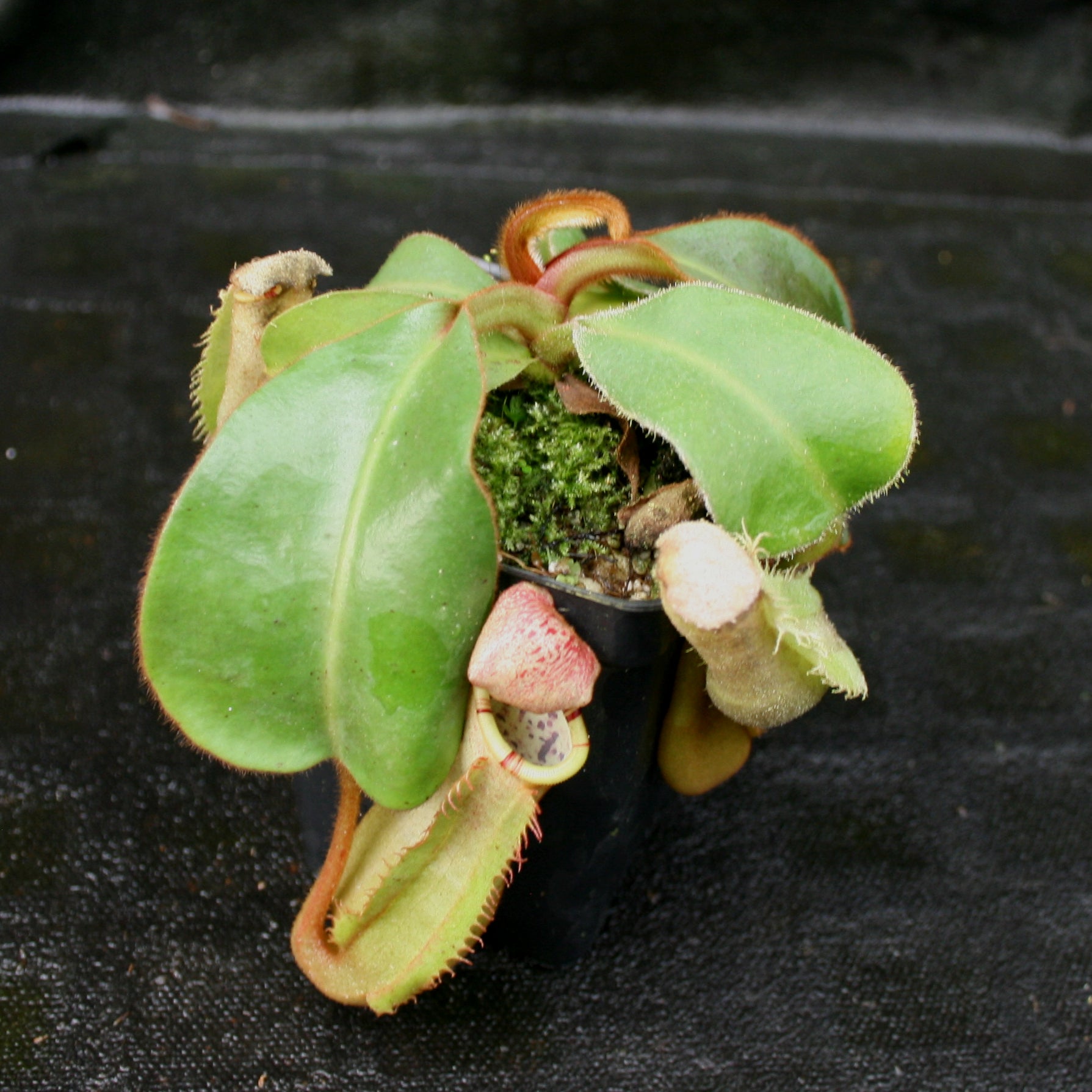 Nepenthes veitchii x clipeata, CAR-0128 – Carnivero