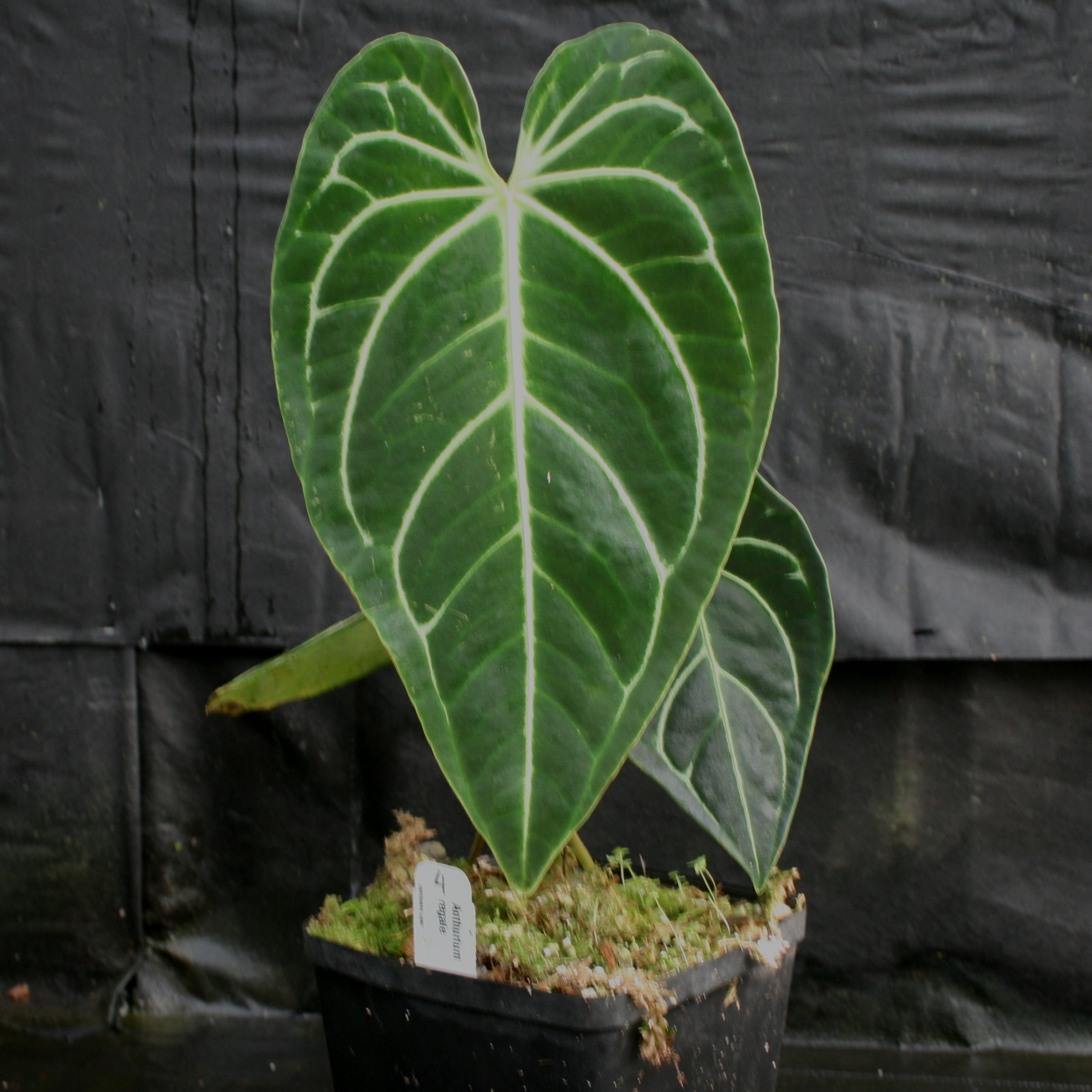 Anthurium regale – Carnivero