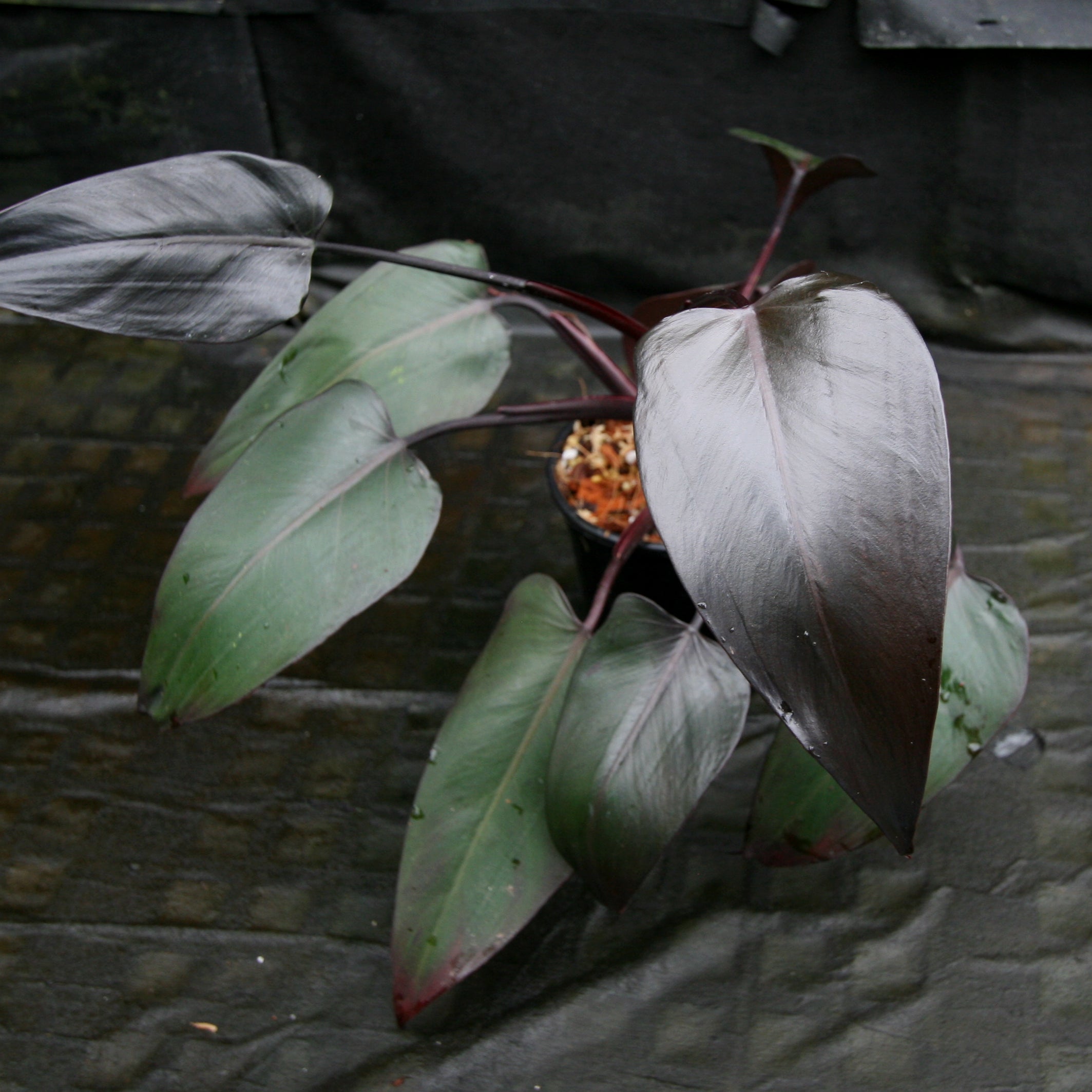 Philodendron – Carnivero