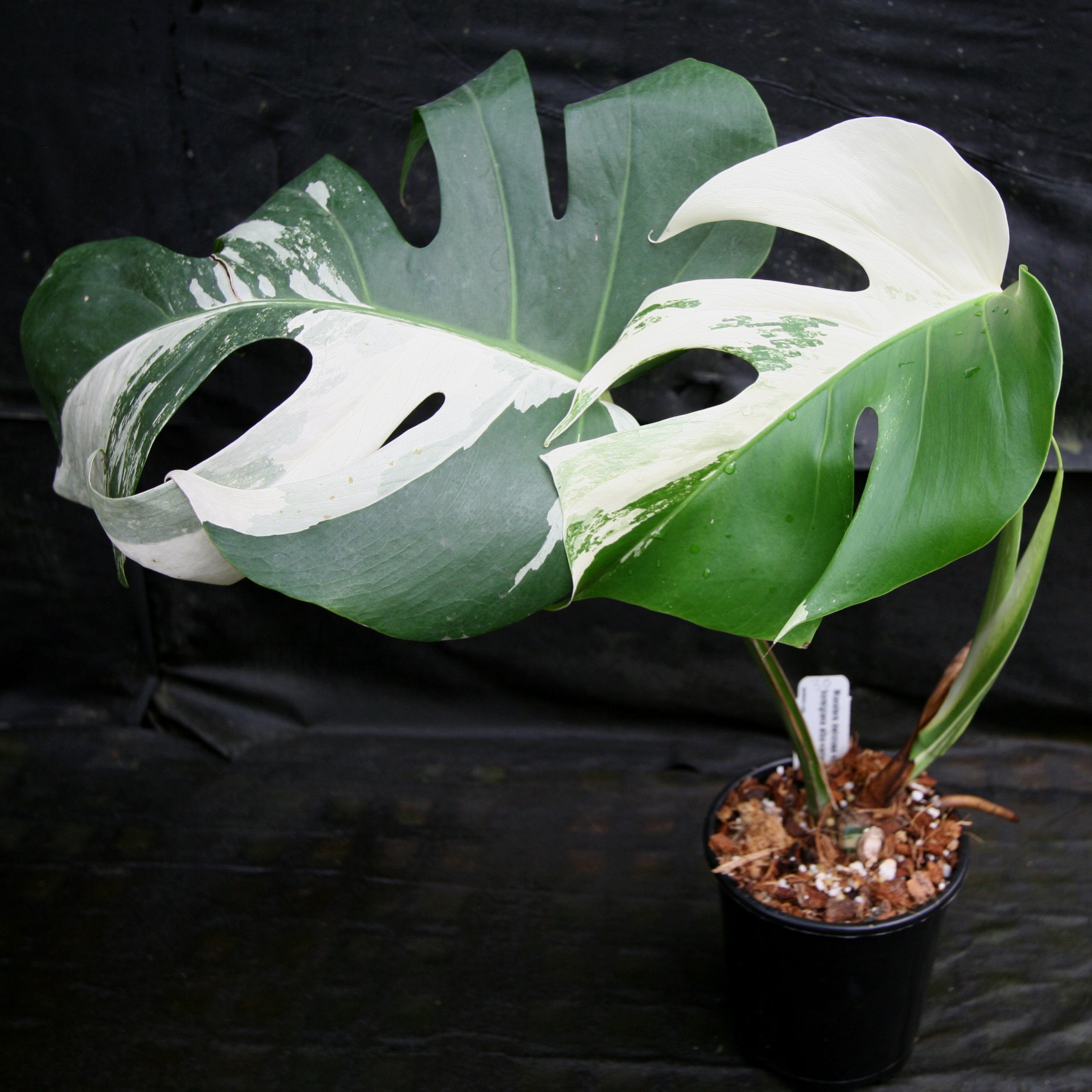 Monstera deliciosa var. borsigiana albo-variegata – Carnivero