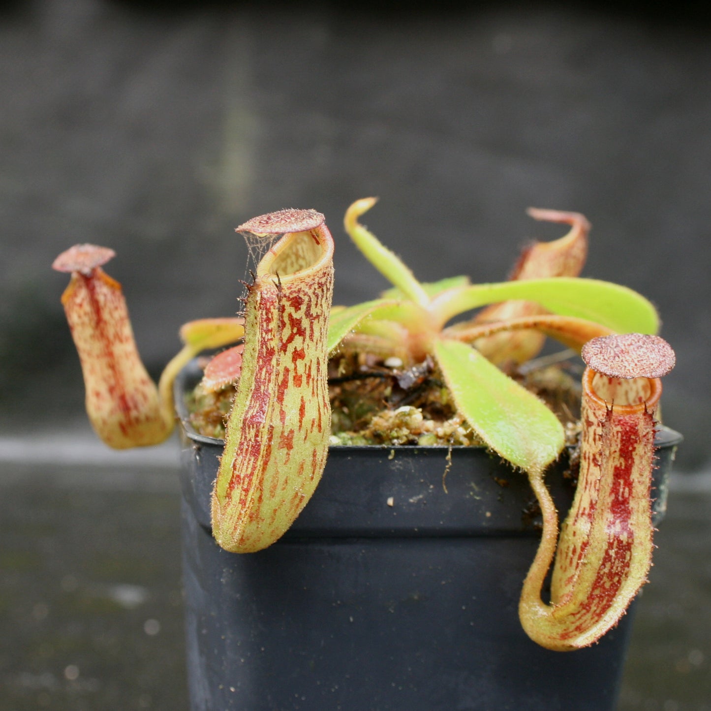 Nepenthes zakriana, BE-3465