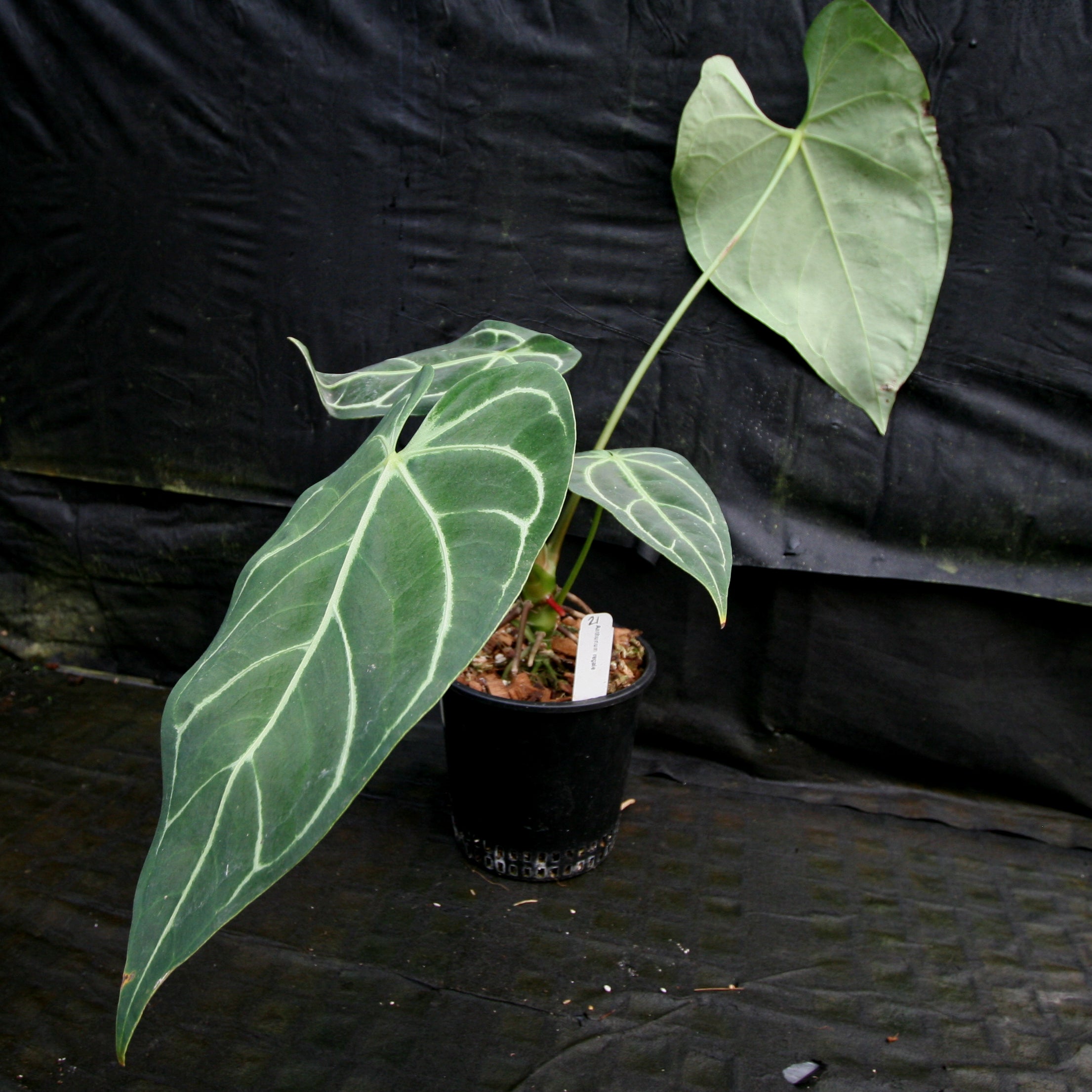 Anthurium regale – Carnivero