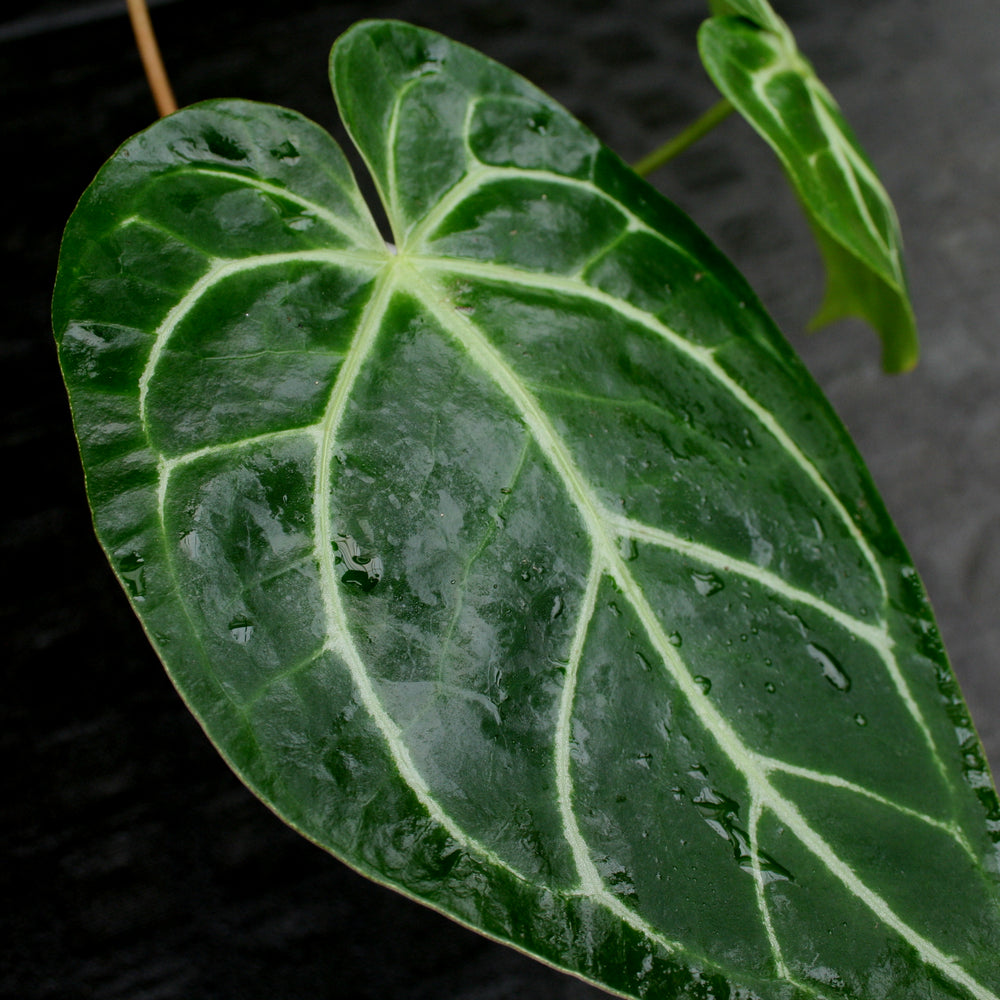 Anthurium crystallinum 