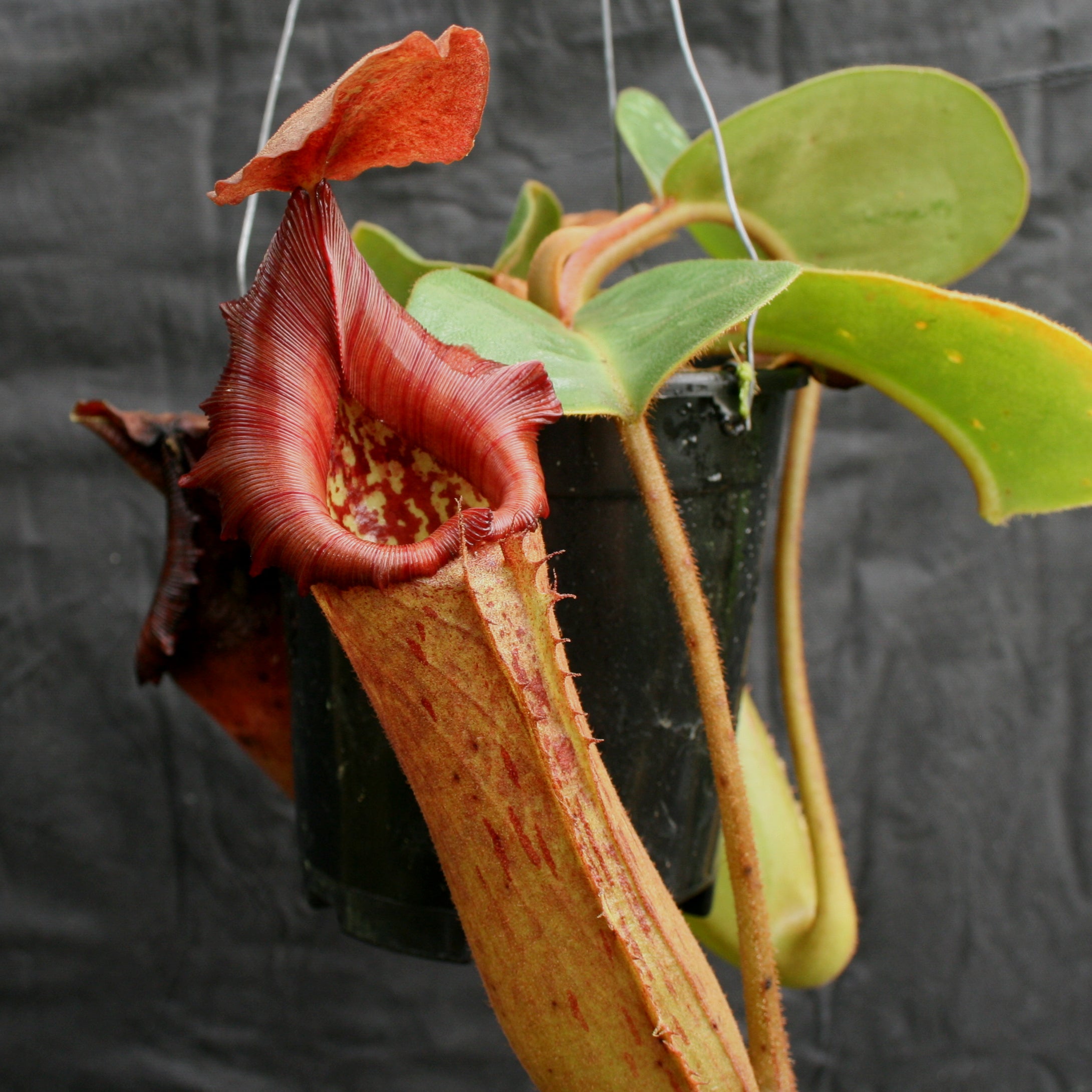 Nepenthes truncata, Highland Reddish Leaves – Carnivero