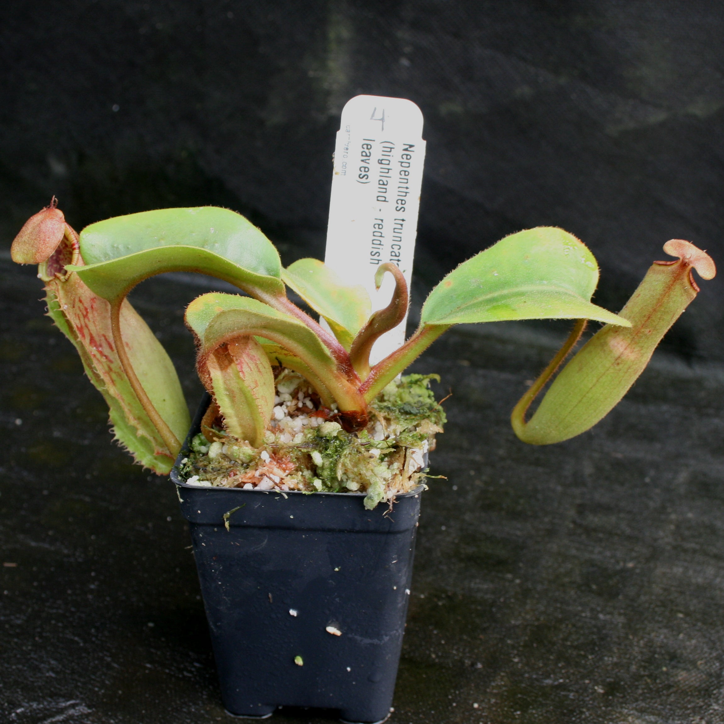 Nepenthes truncata, Highland Reddish Leaves – Carnivero