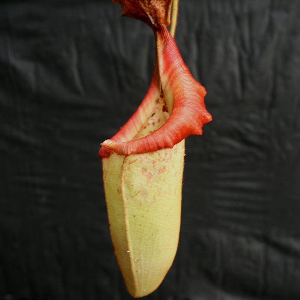 Nepenthes (Rokko 