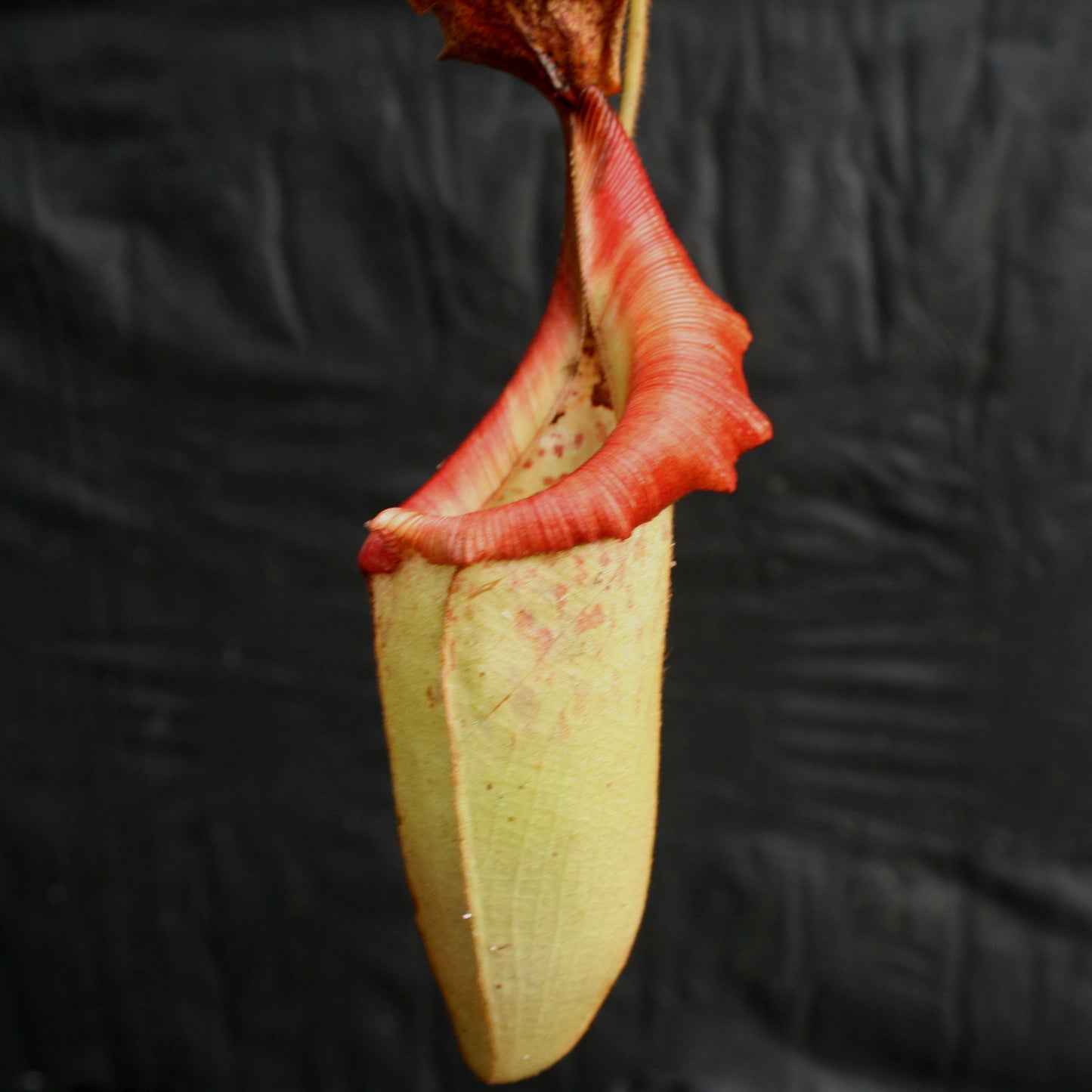 Nepenthes (Rokko "Exotica" x boschiana) x veitchii EP