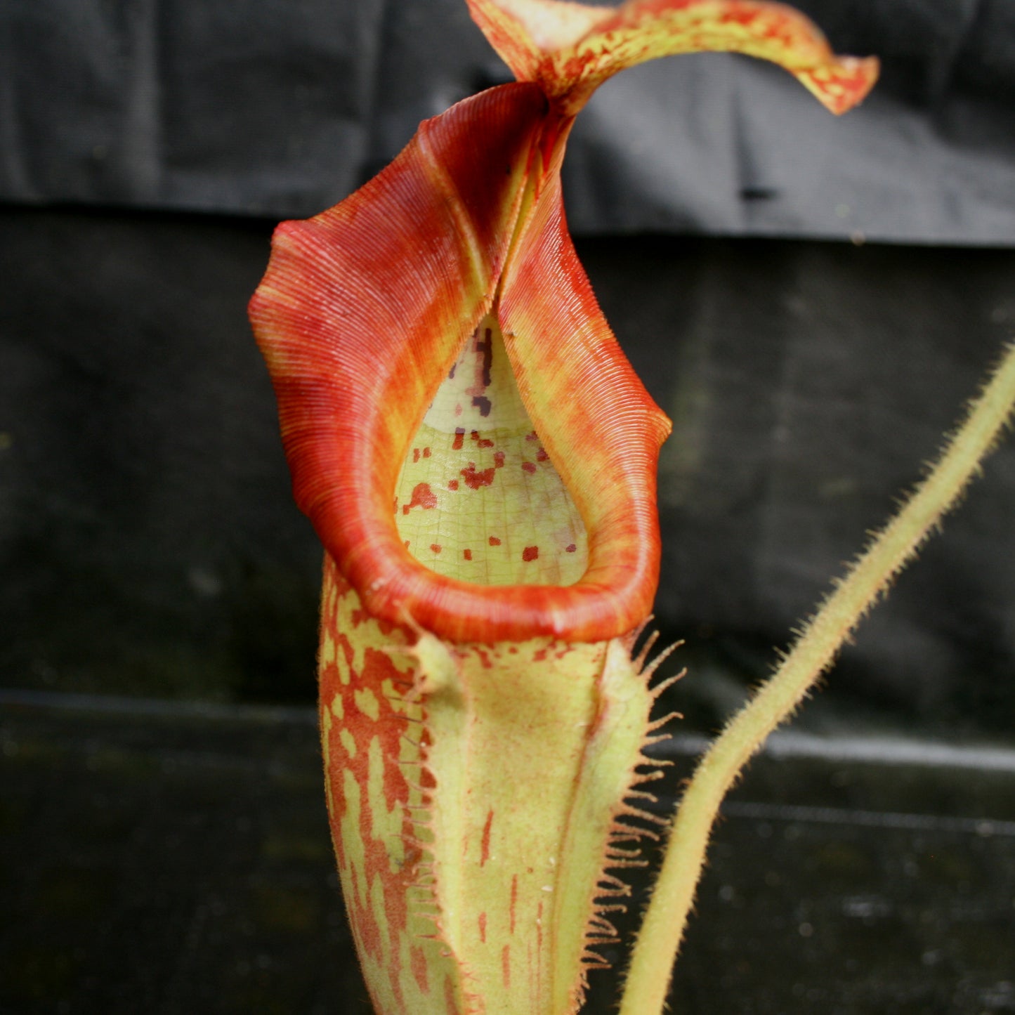 Nepenthes (Rokko "Exotica" x boschiana) x veitchii EP